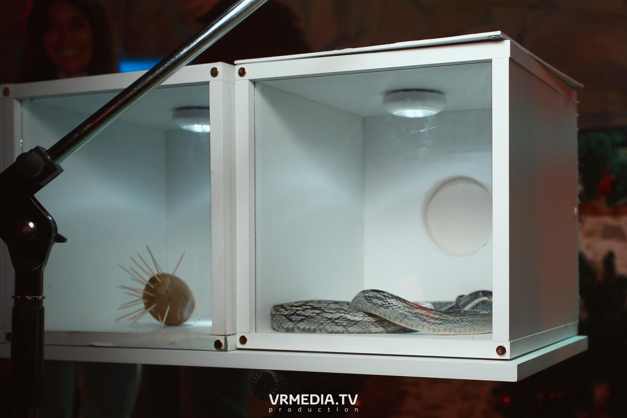 Выходные в Alpen Club