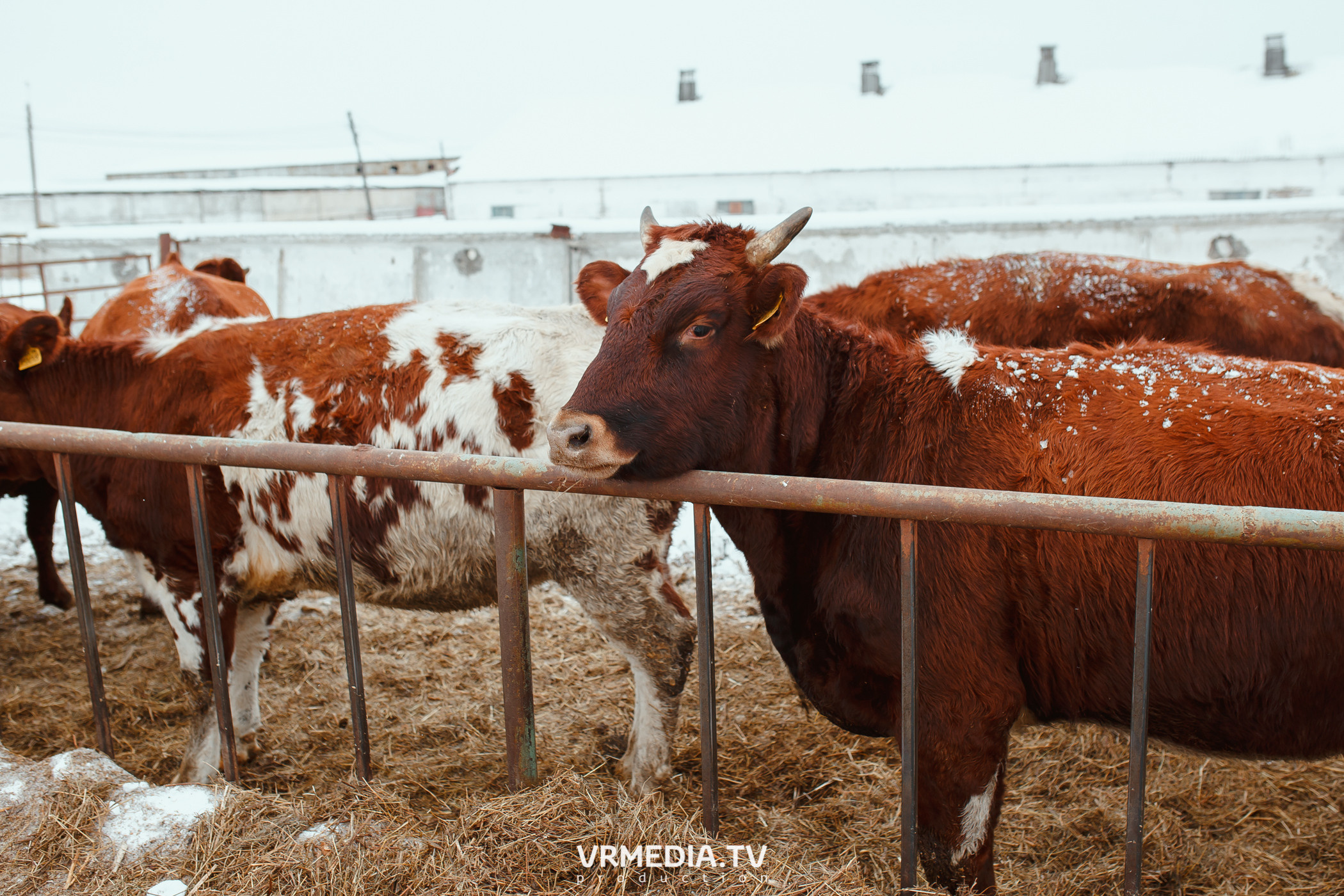 Экскурсия — дегустация на «Сыроварне Лобанова»