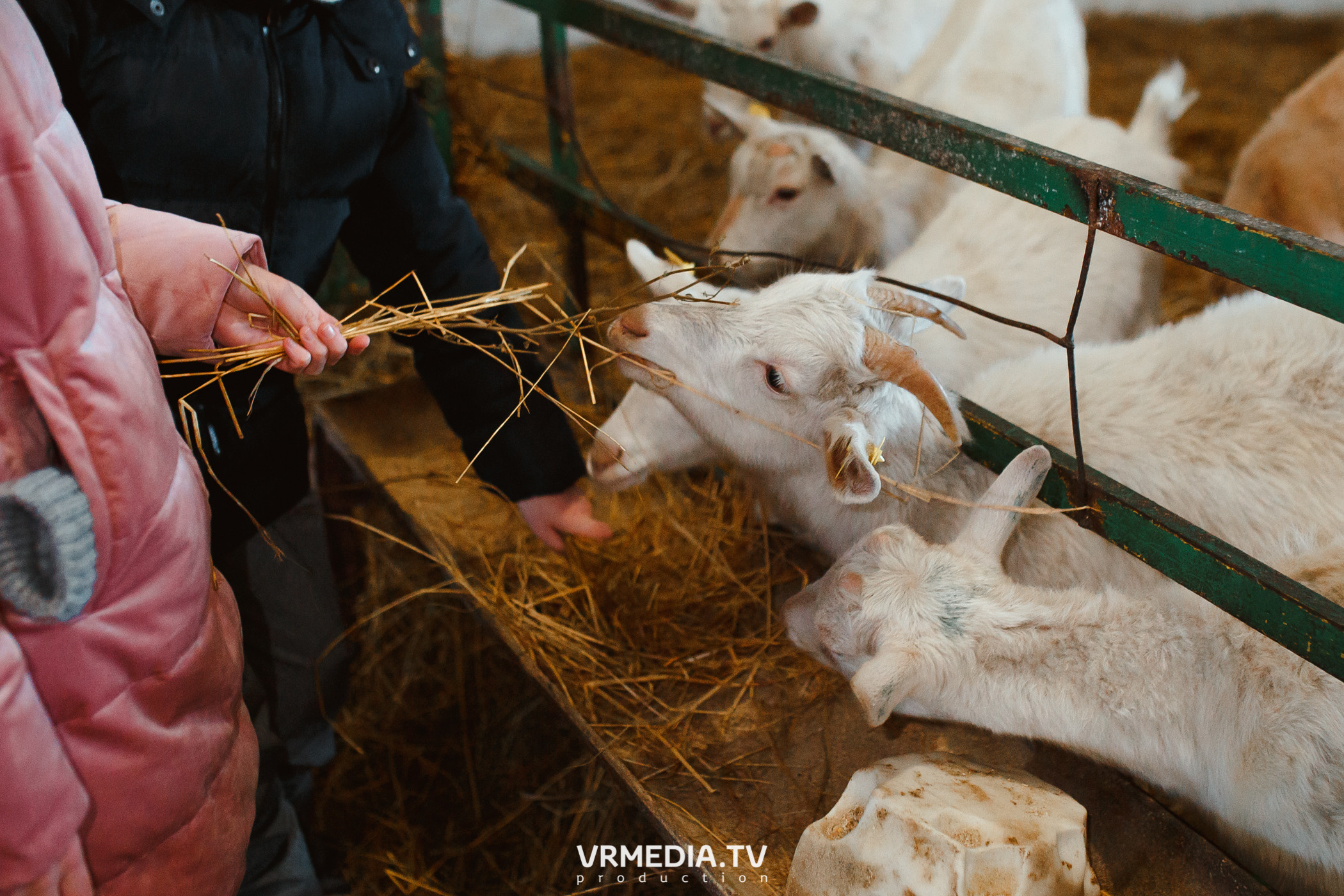 Экскурсия — дегустация на «Сыроварне Лобанова»