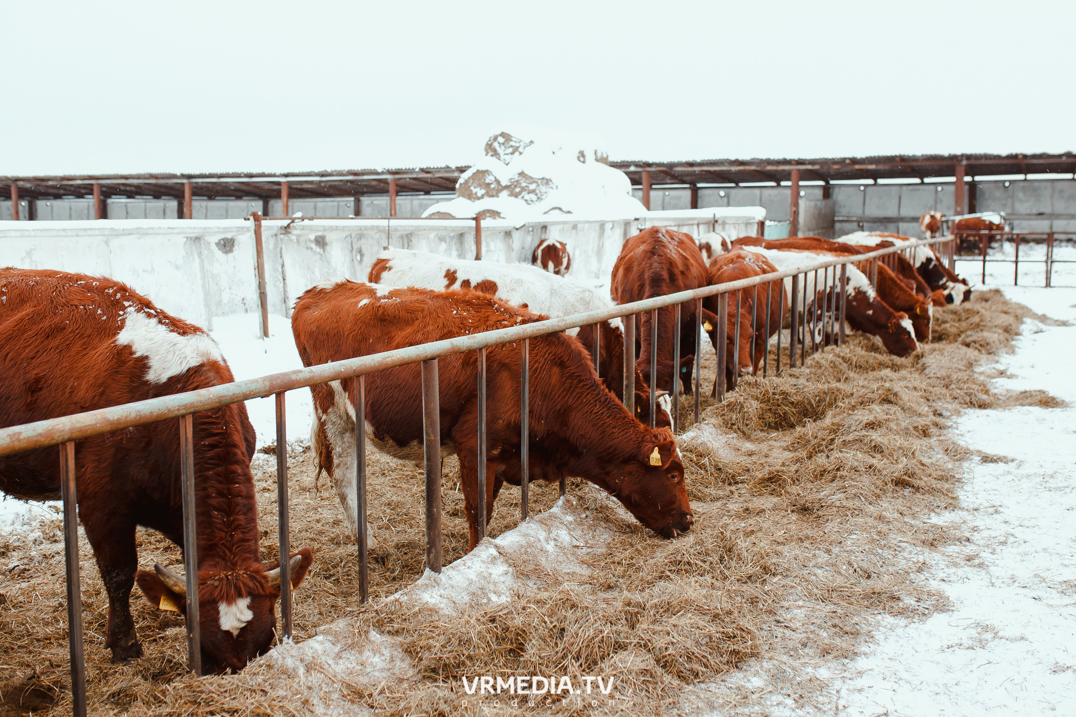 Экскурсия — дегустация на «Сыроварне Лобанова»
