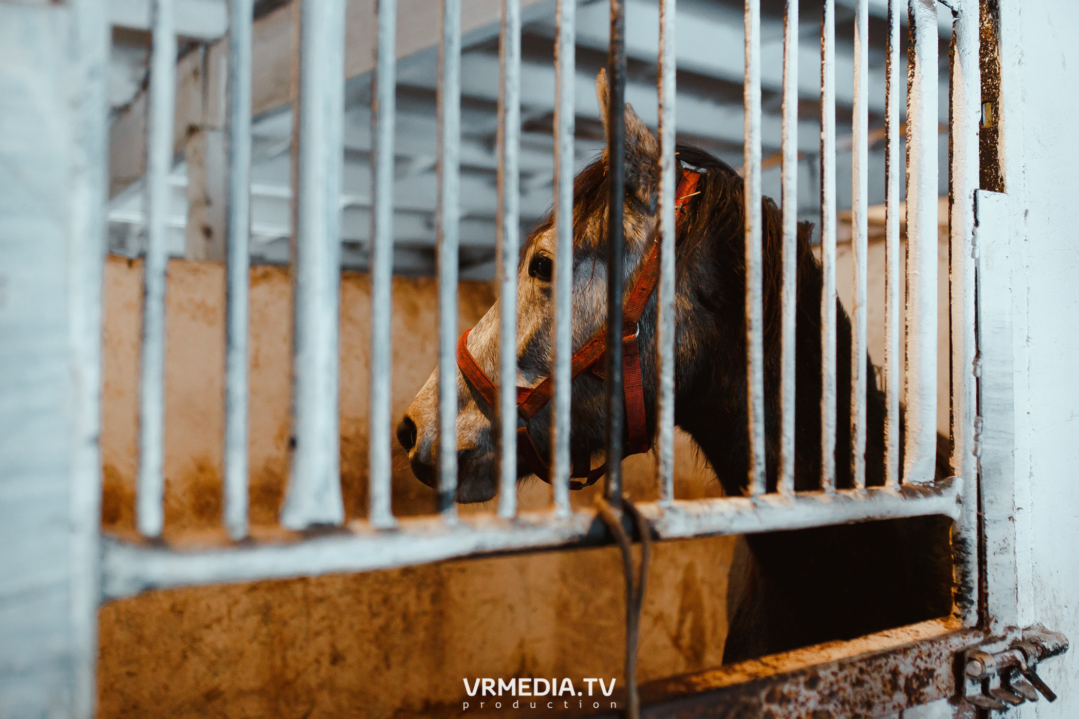 Экскурсия — дегустация на «Сыроварне Лобанова»