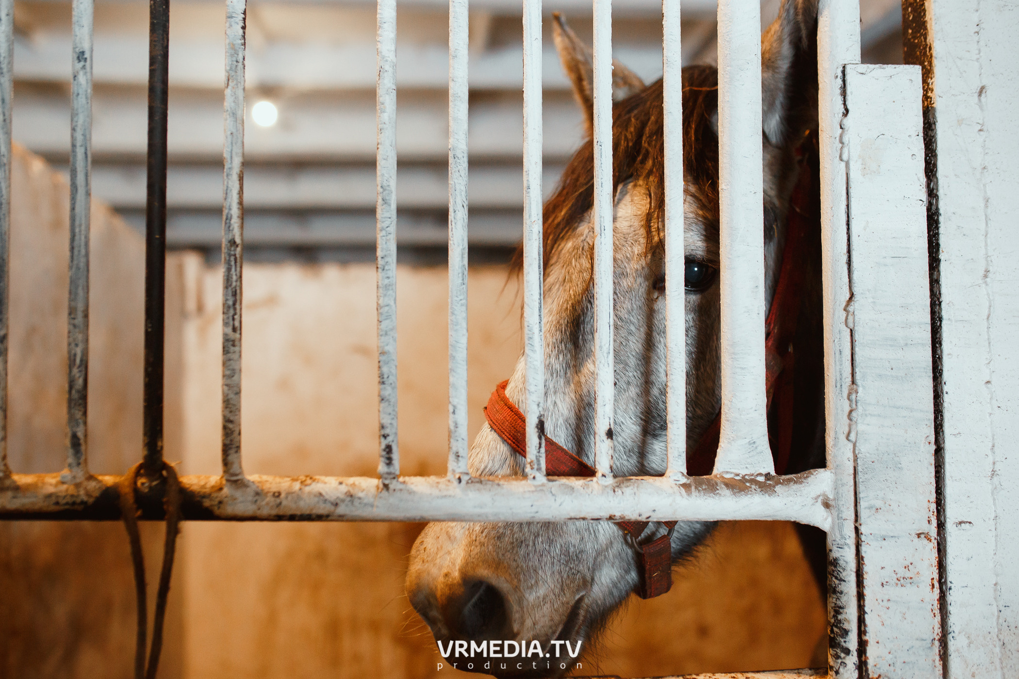 Экскурсия — дегустация на «Сыроварне Лобанова»