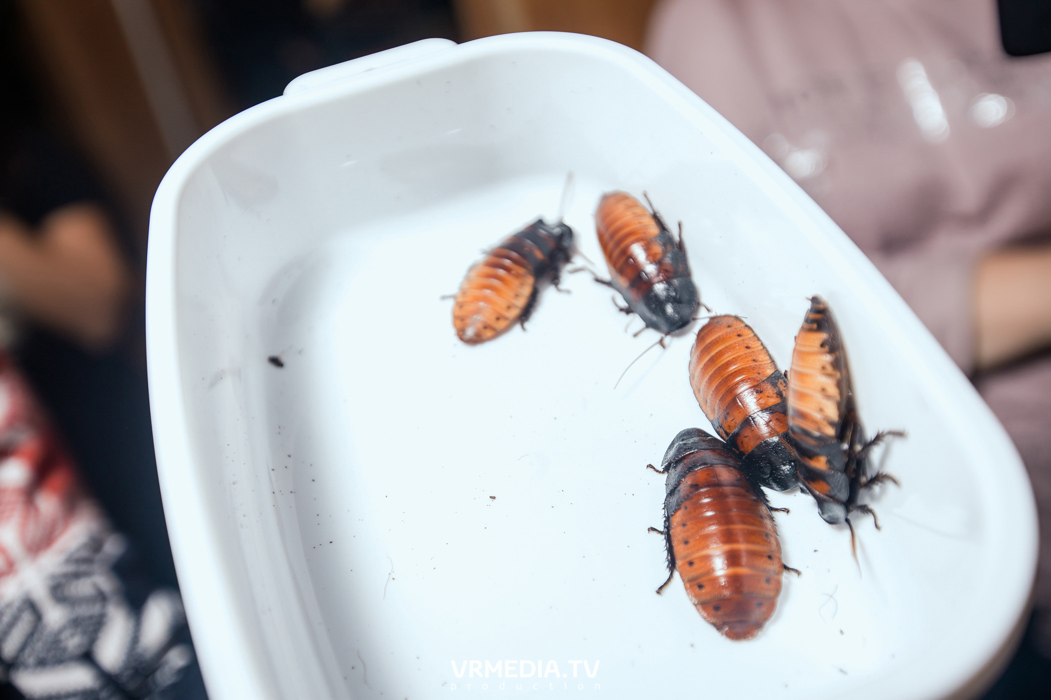 Выходные в Alpen Club (Шерегеш)