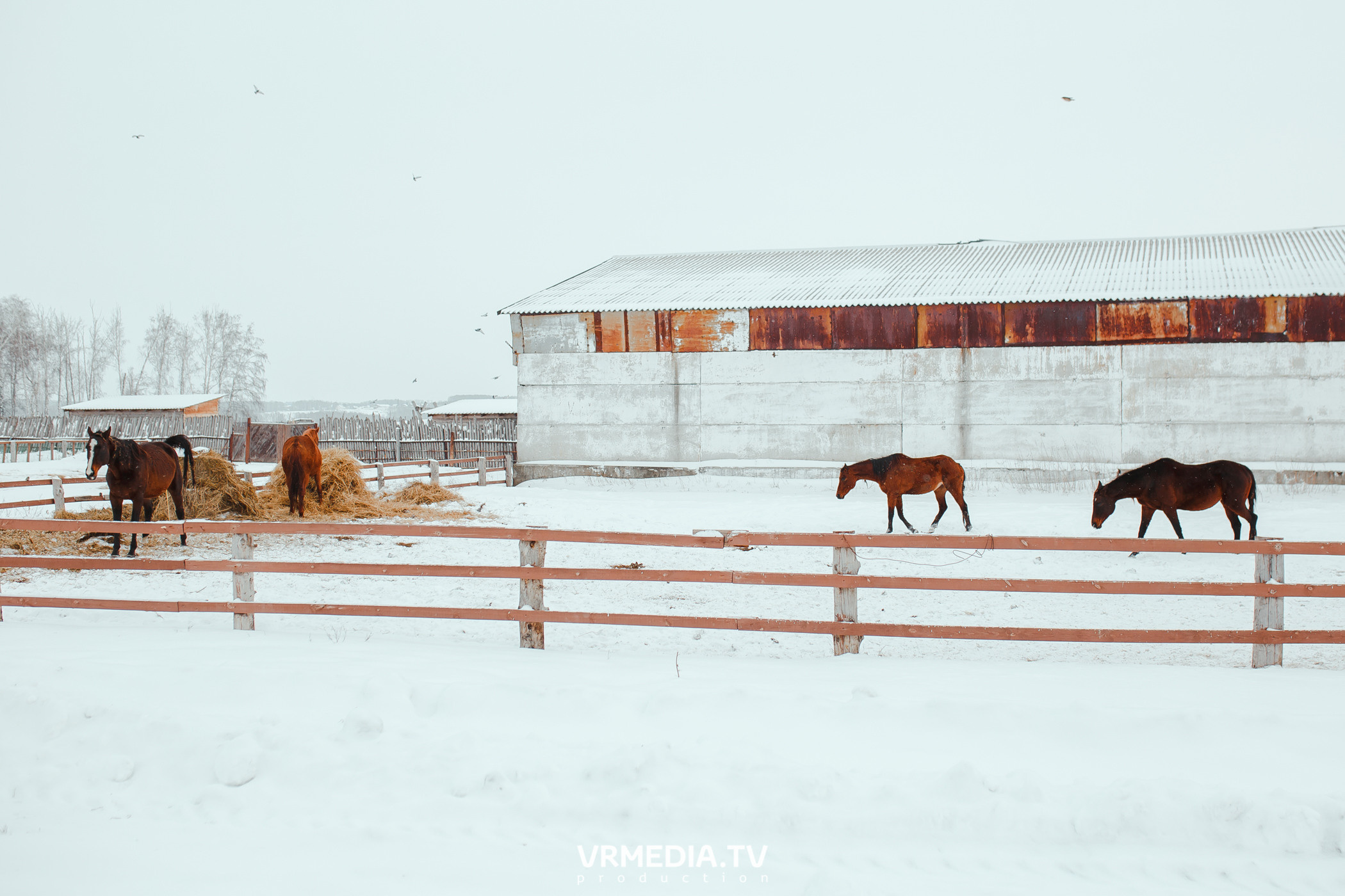 Экскурсия — дегустация на «Сыроварне Лобанова»