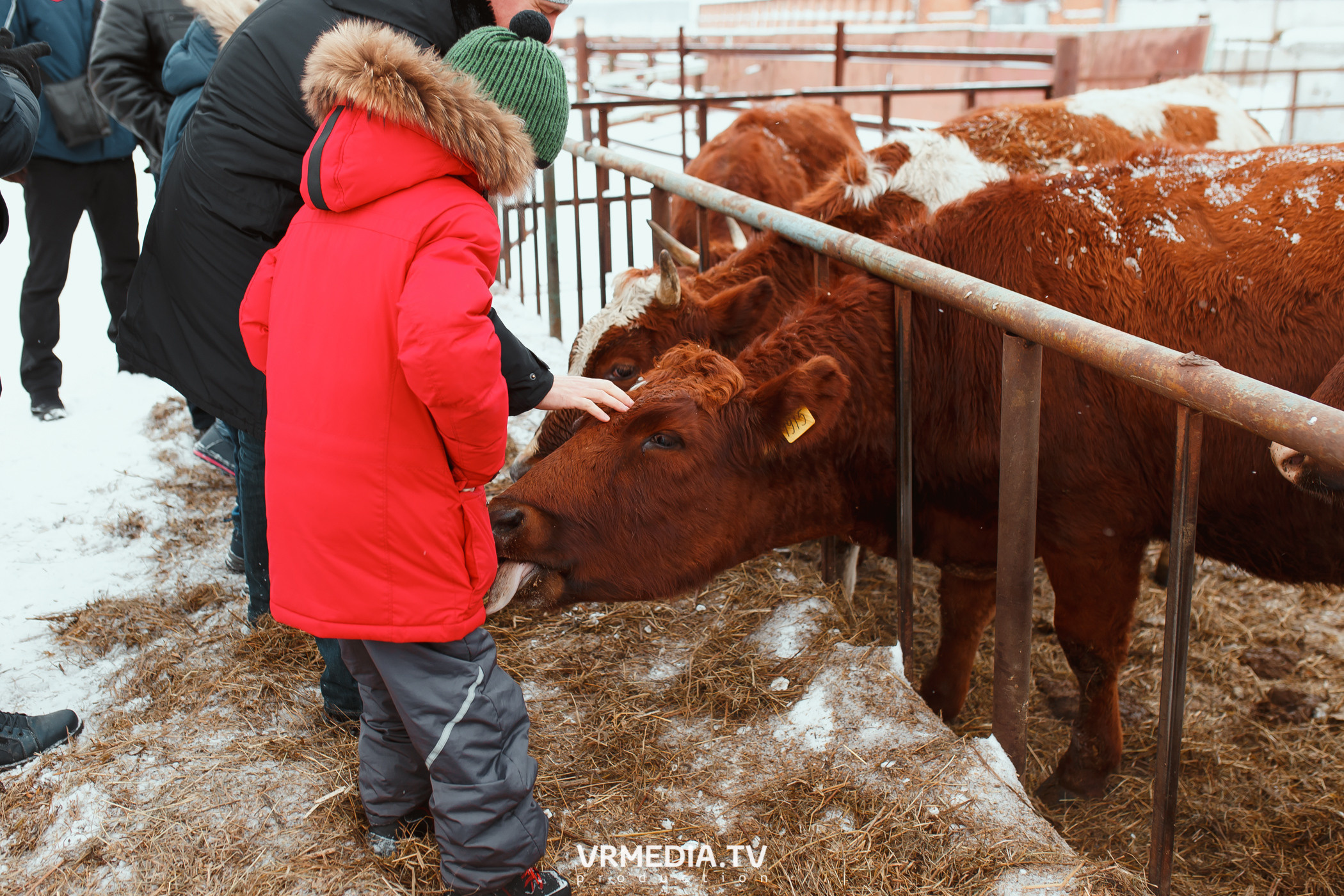 Экскурсия — дегустация на «Сыроварне Лобанова»