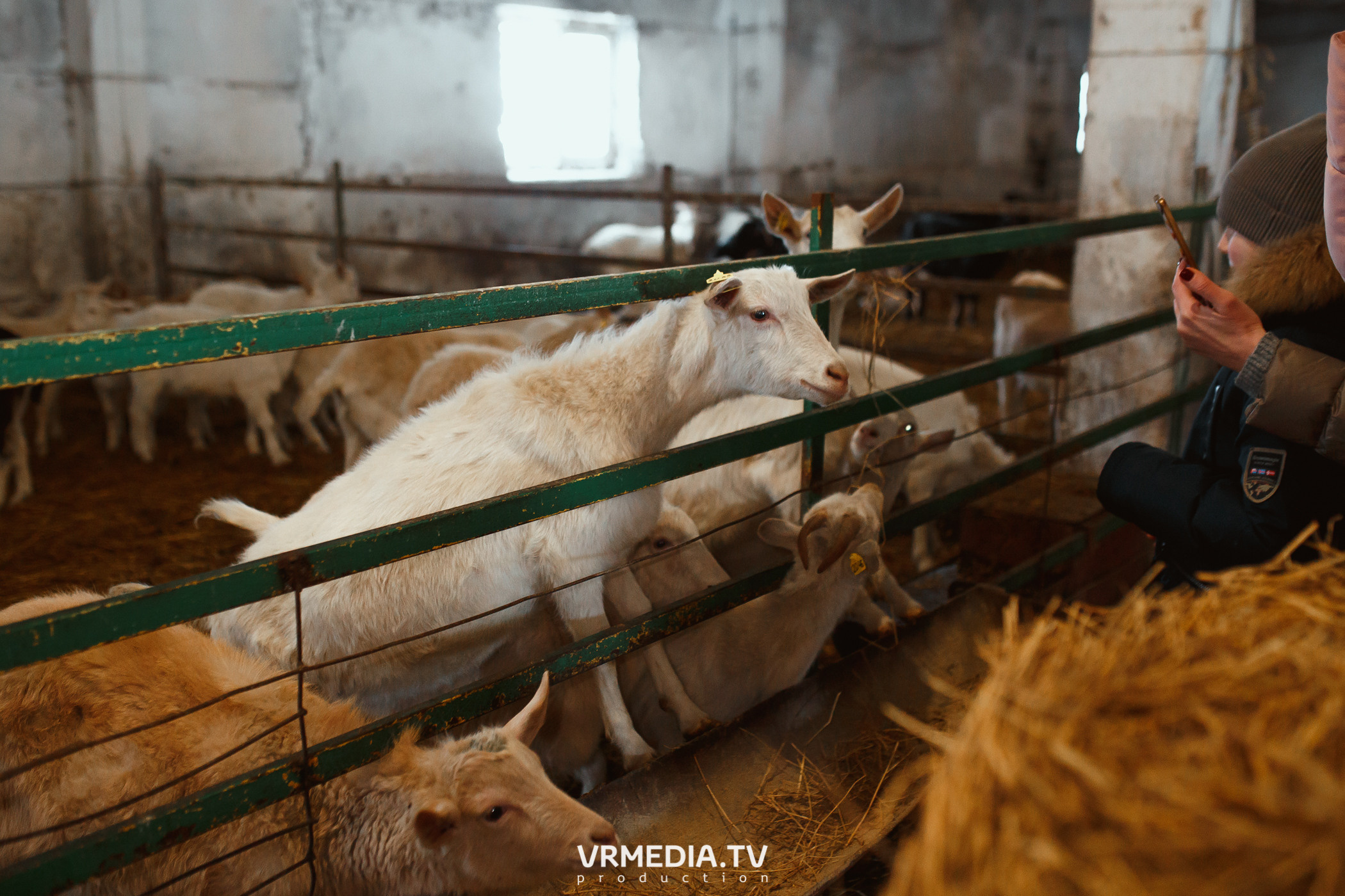 Экскурсия — дегустация на «Сыроварне Лобанова»