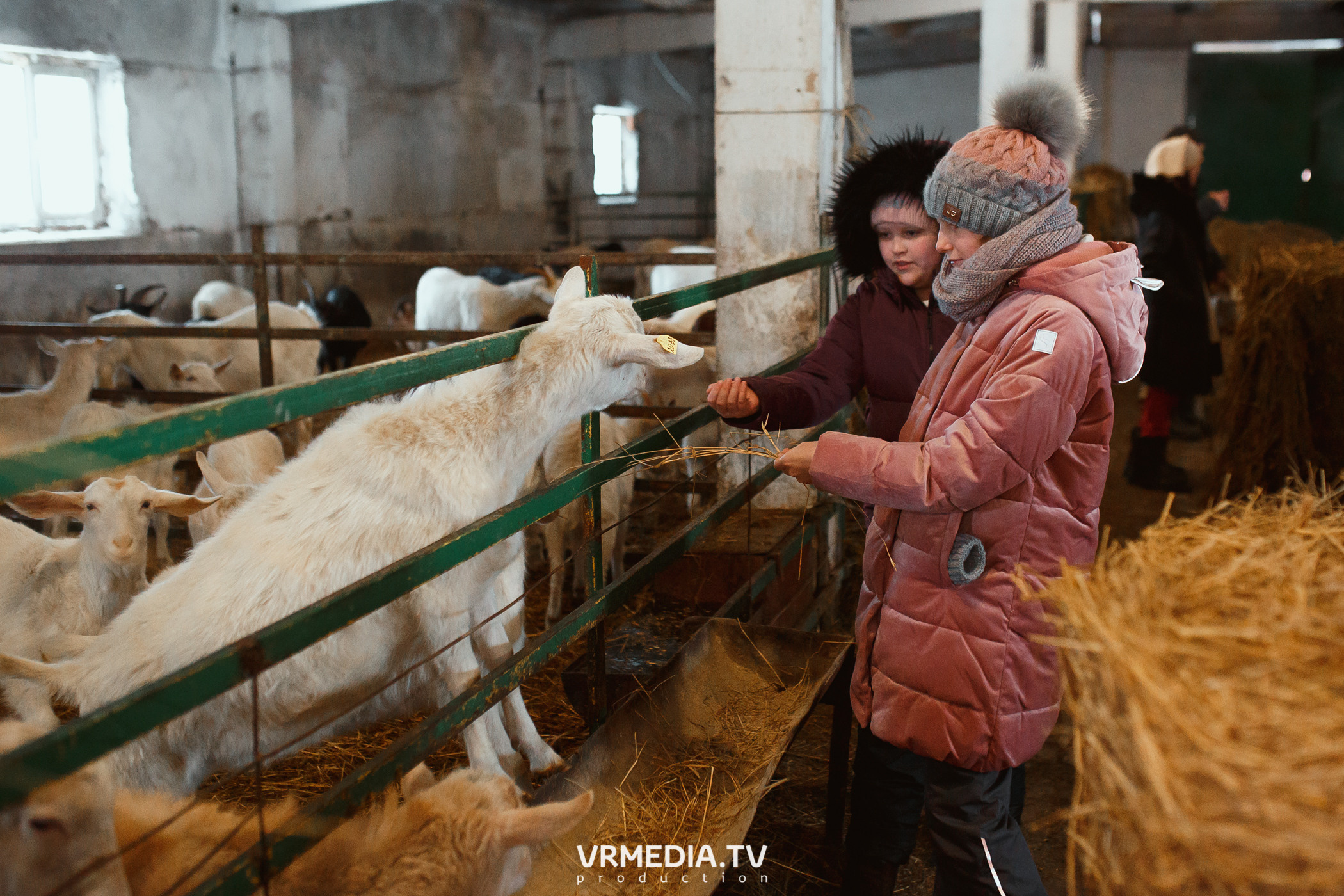 Экскурсия — дегустация на «Сыроварне Лобанова»