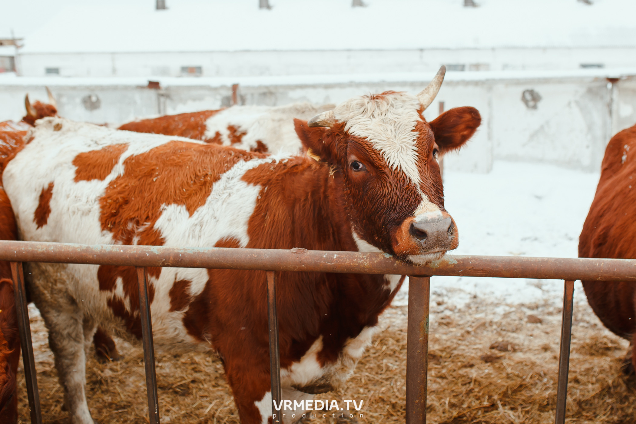 Экскурсия — дегустация на «Сыроварне Лобанова»