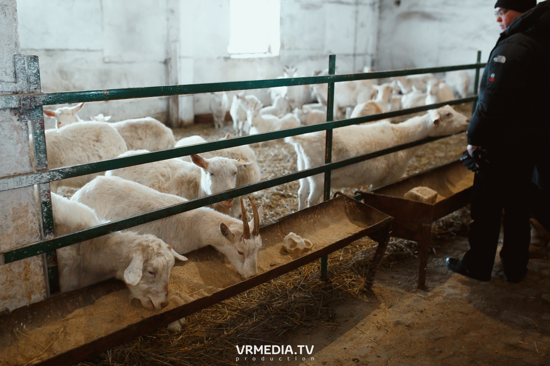 Экскурсия — дегустация на «Сыроварне Лобанова»