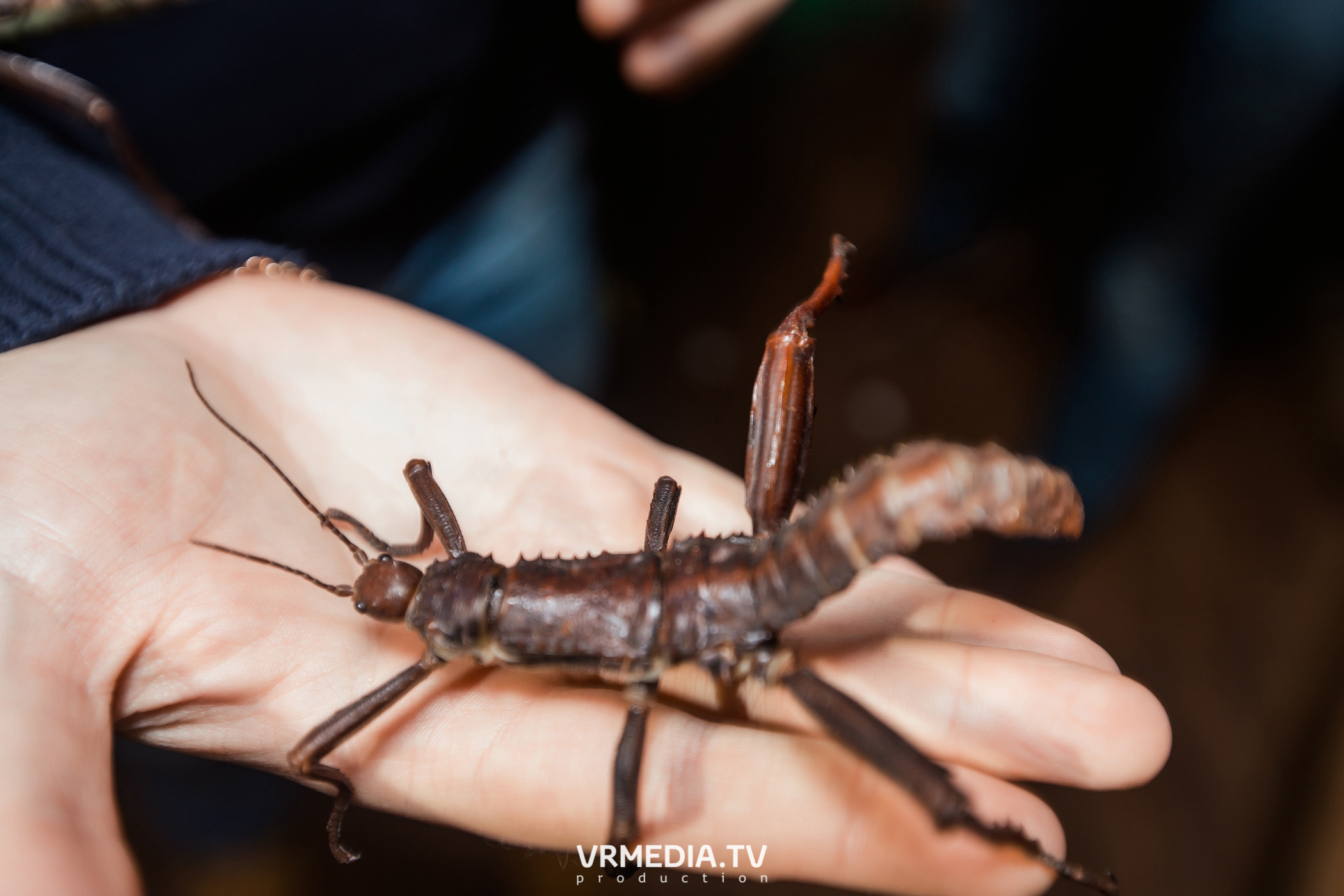 Выходные в Alpen Club (Шерегеш)