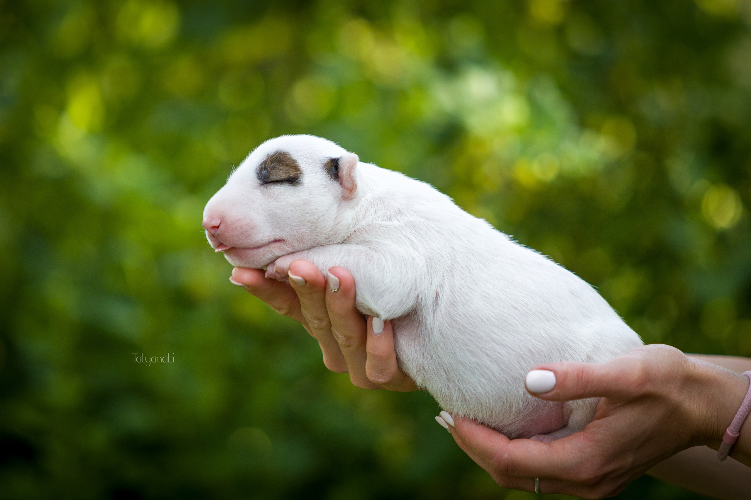 Стандартный бультерьер. Фотограф — анималист Татьяна Ли