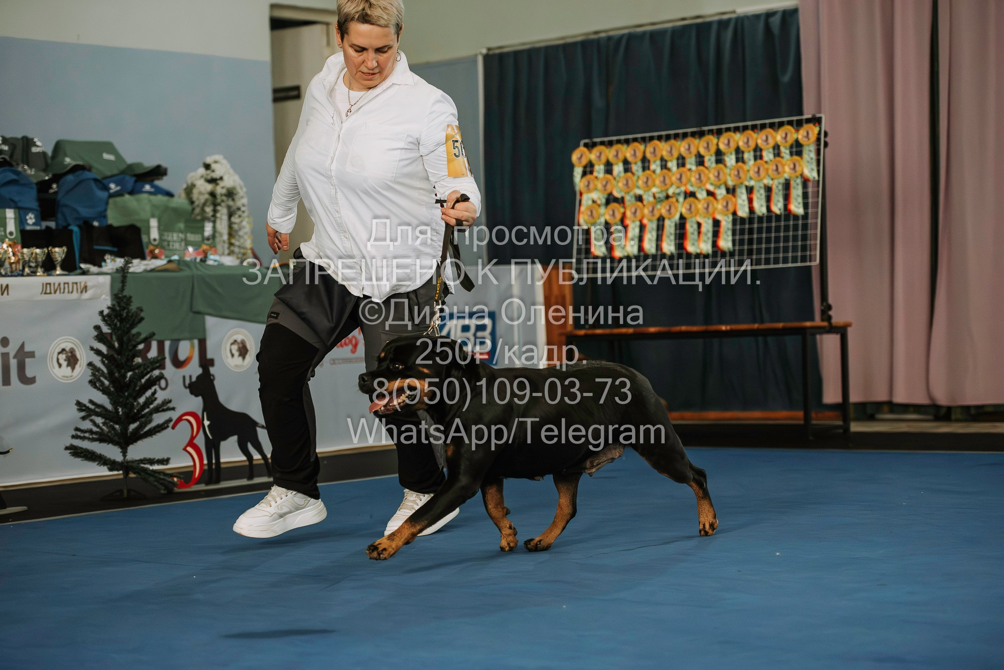Выставка собак Красноярск 29.10.2023. Фотограф Диана Оленина Красноярск / Братск