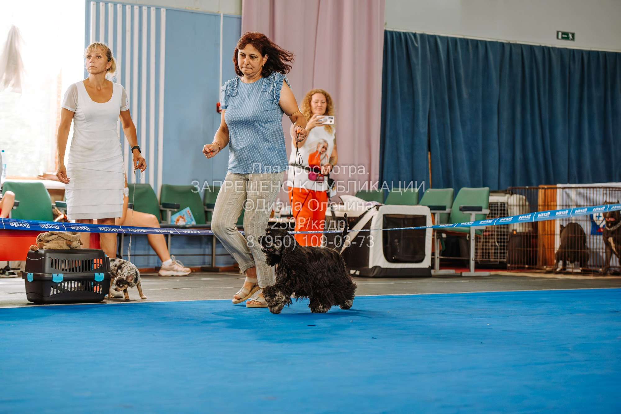 Национальная выставка собак всех пород ранга САС-IKU «Кубок Красноярск. Фотограф Диана Оленина Красноярск / Братск