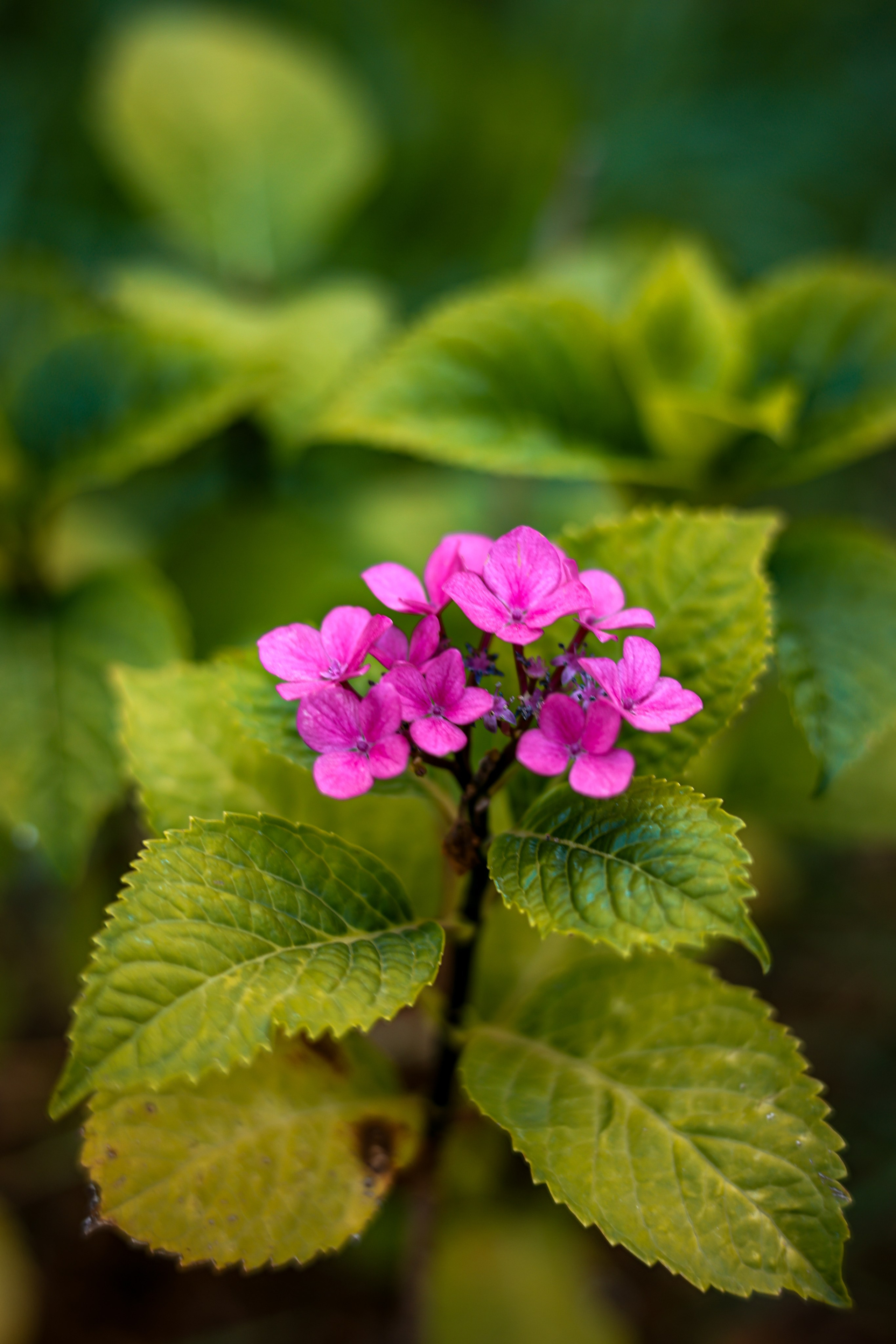 Природа. Be_Legend