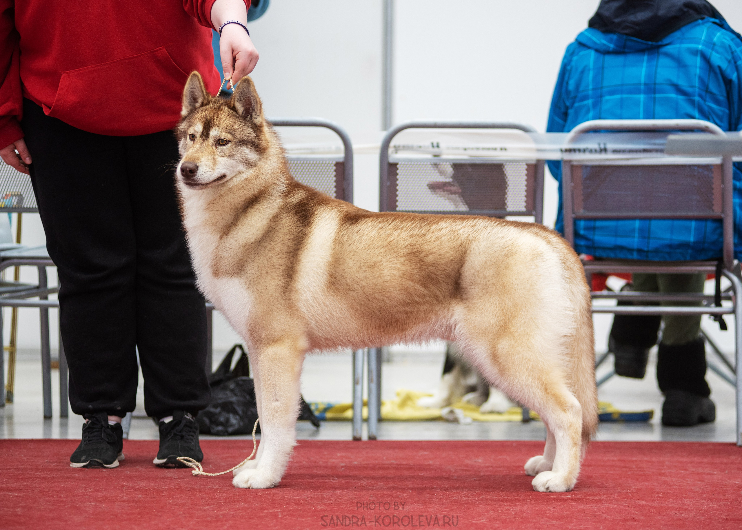 Выставка собак тюмень 14.01.2023. Дог-фотограф в Тюмени Александра Королева