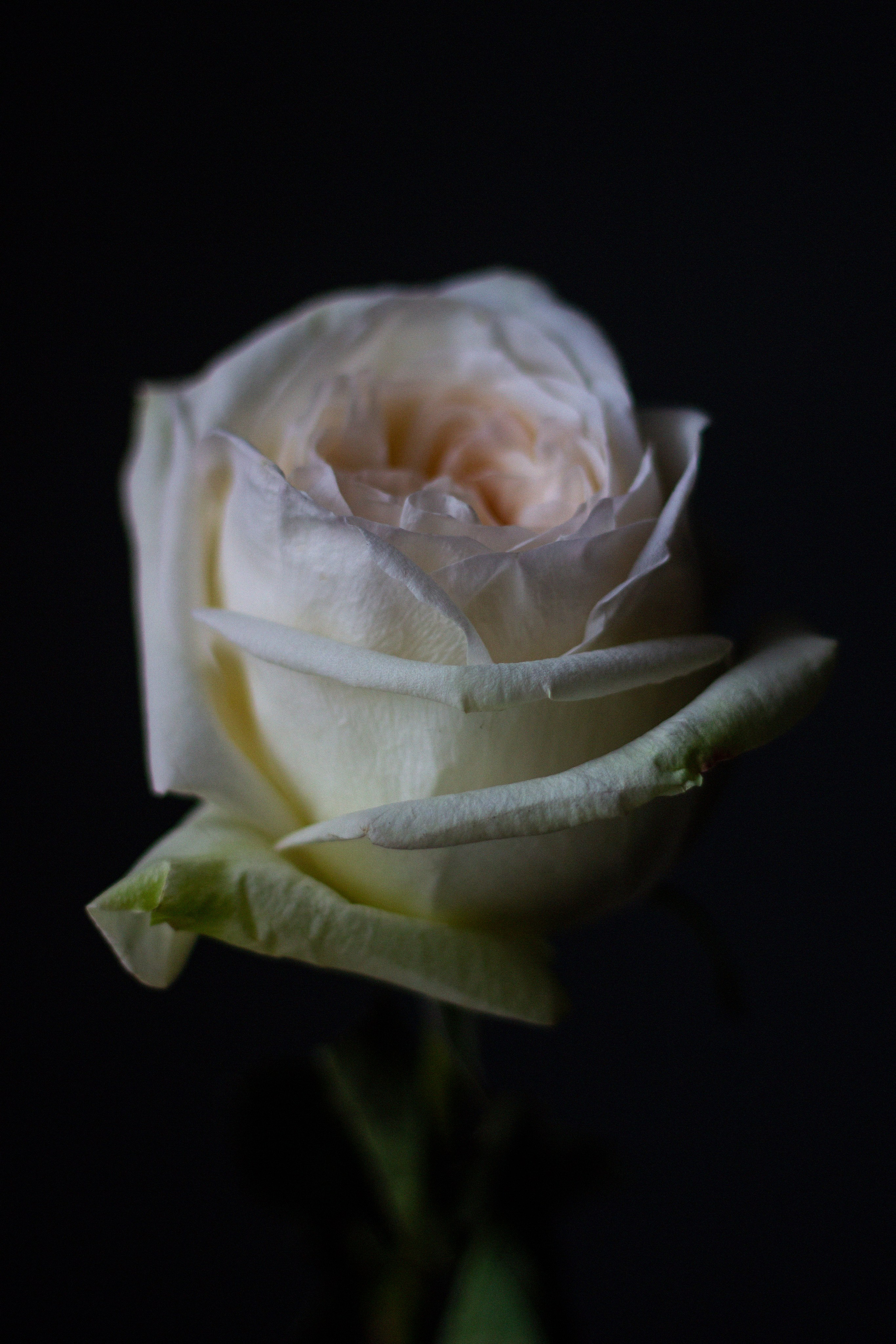 Предметная съемка. Ольга Ибатуллина