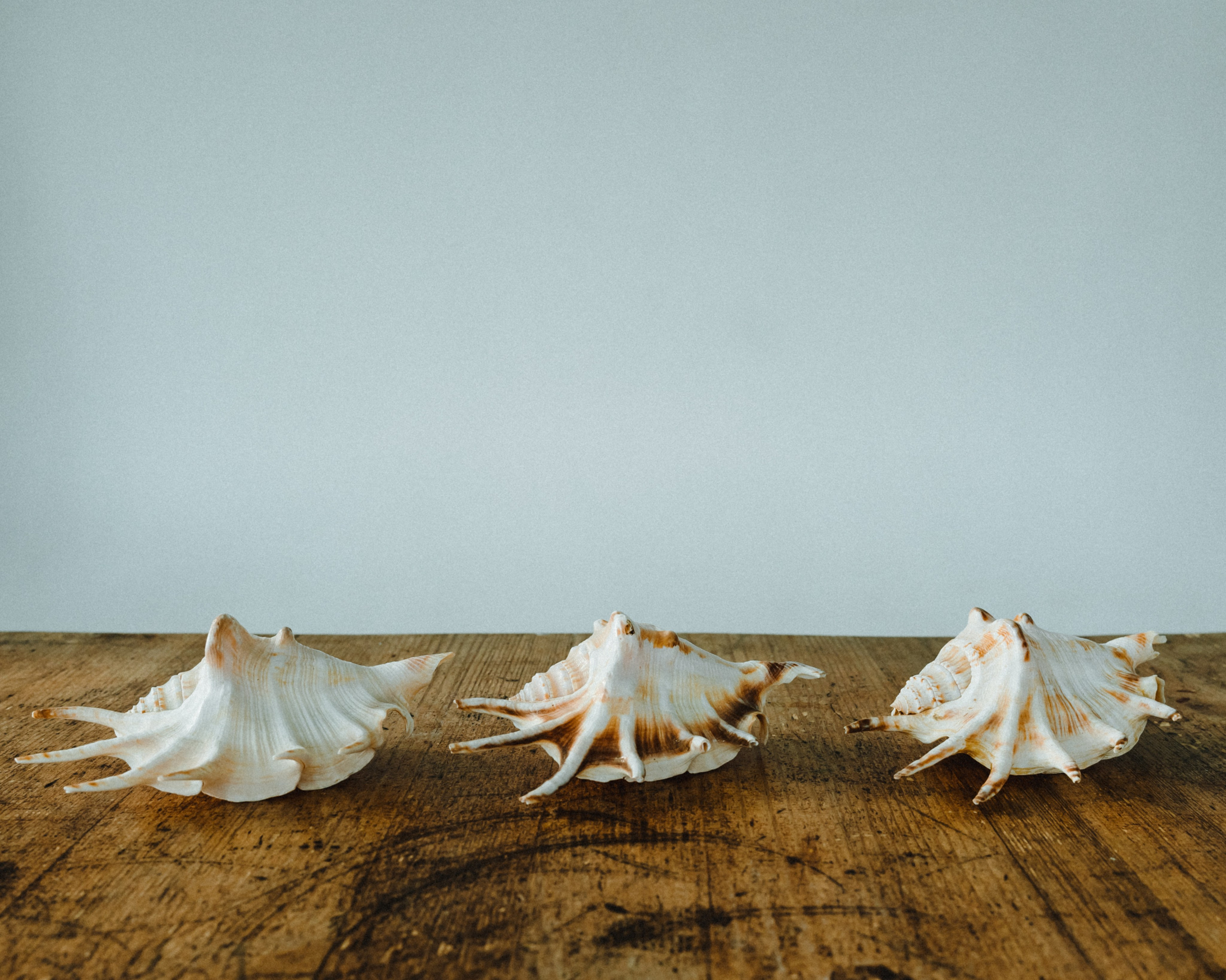 Фотограф Анастасия Бондарчук