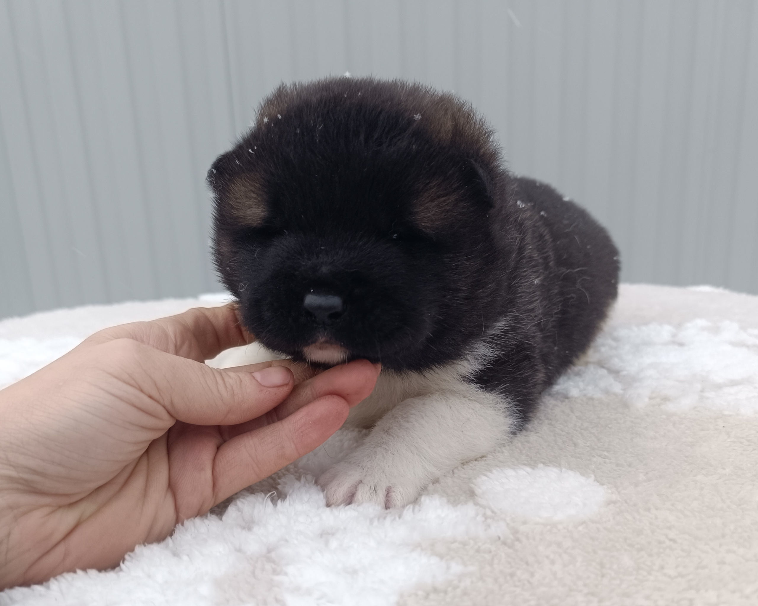 Американская акита  щенки питомник Санкт-Петербург клубные щенки Американская акита питомник RUBYLIGHT Рубилайт купить щенка американской акиты