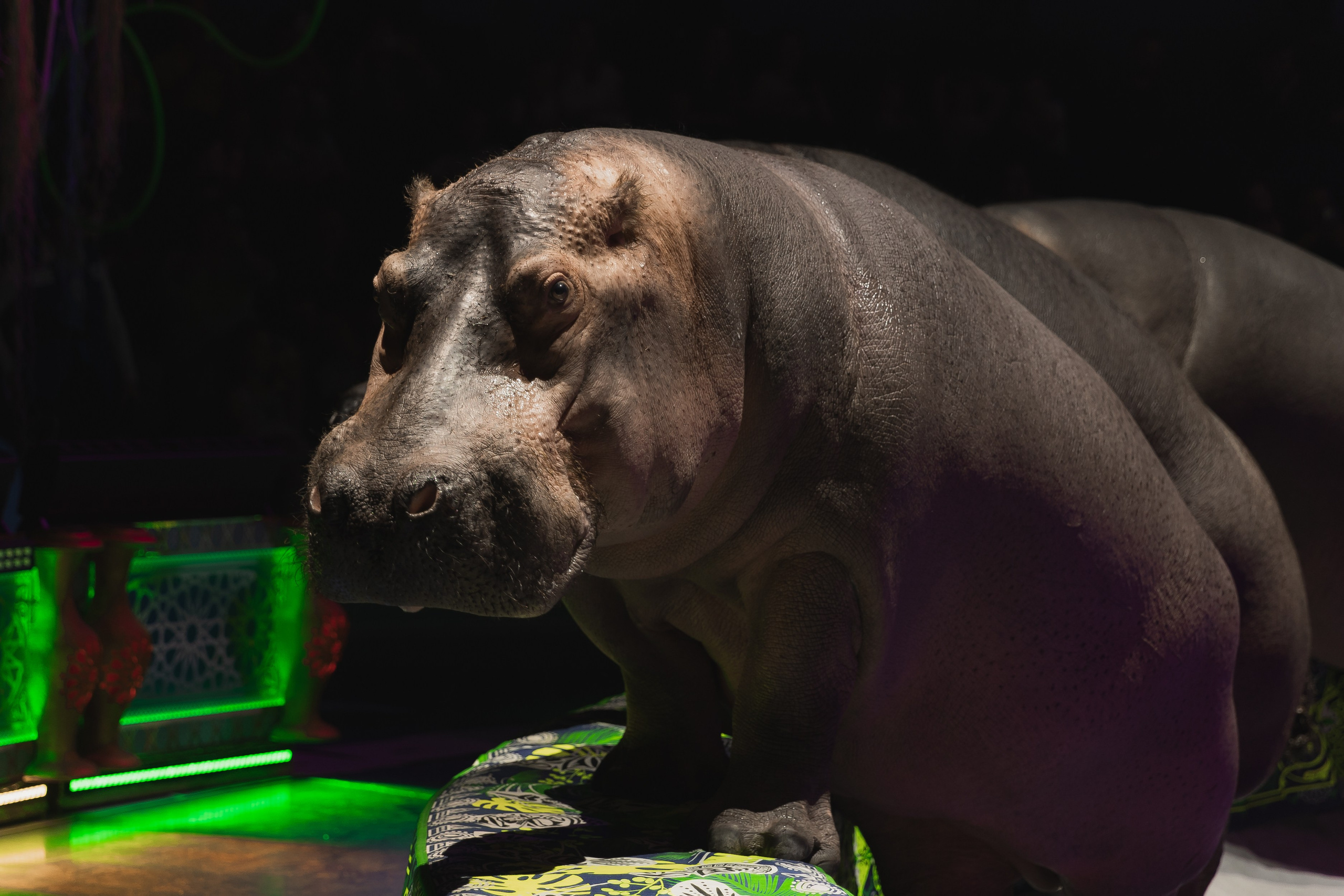 Шоу Гии Эрадзе. Фотограф Владивосток Такамацу Мия