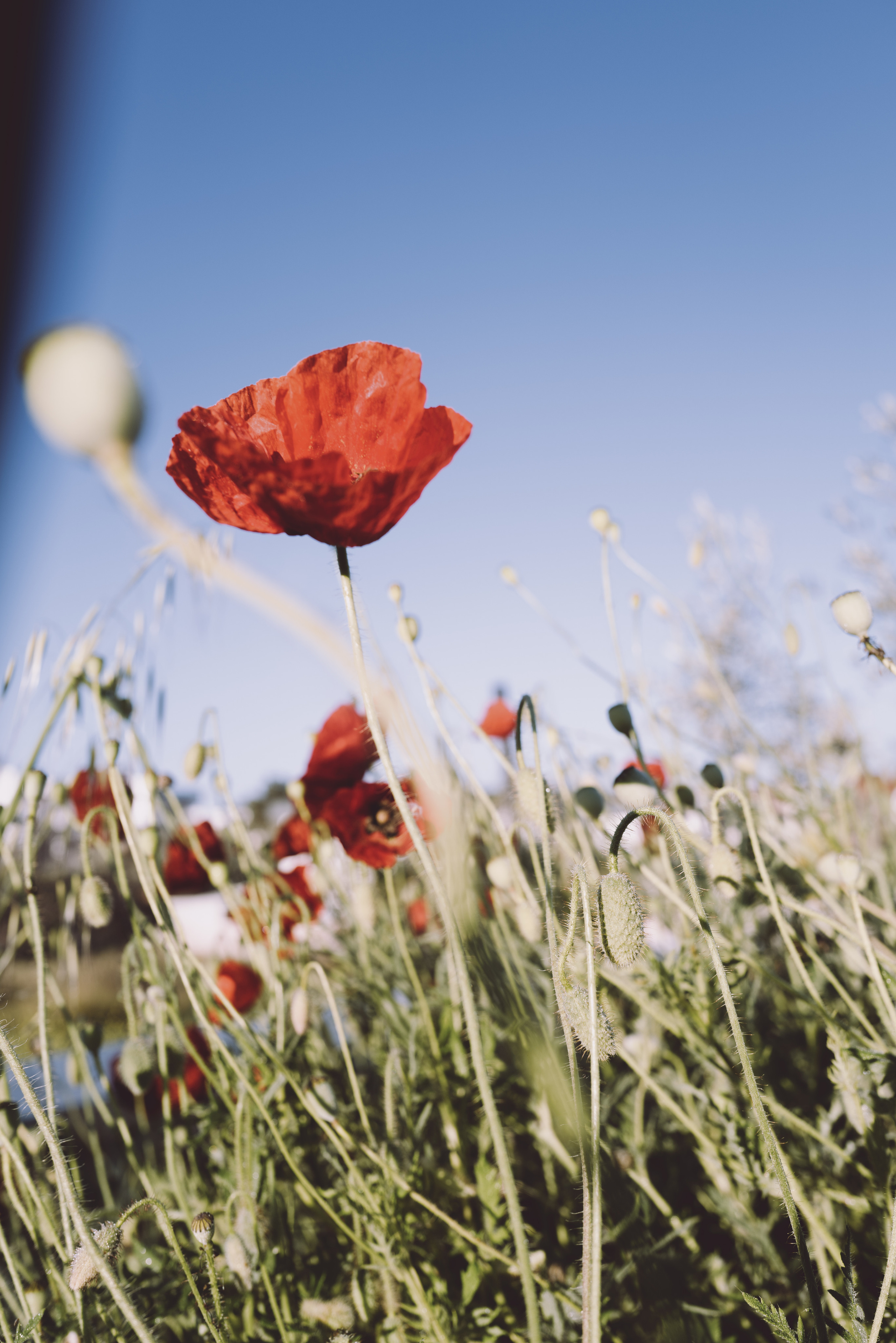 I am Diana, a portrait photographer. I take pictures around the world