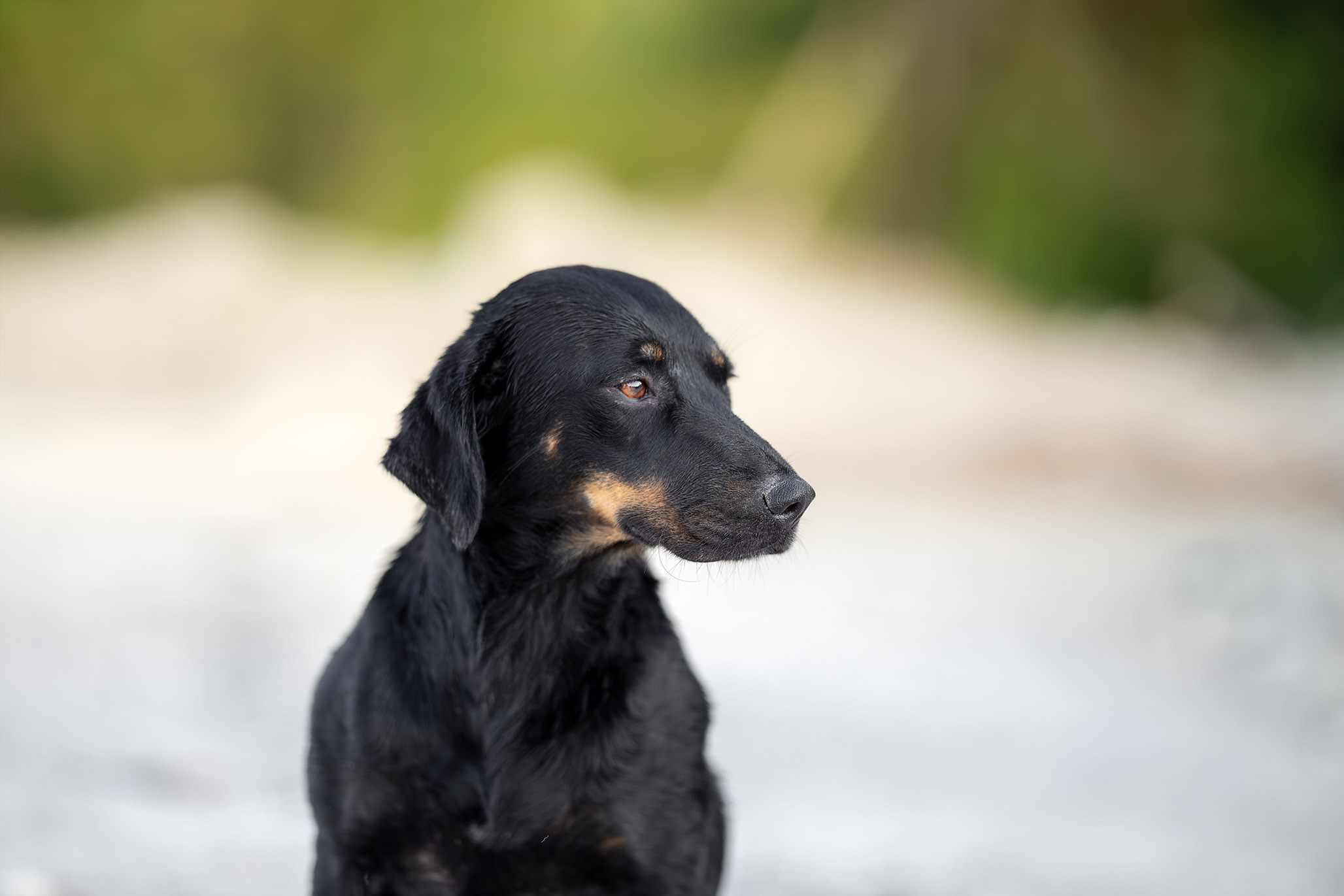 Кураторские питомцы с Пластунки. Ирина Голомб|Фотограф-анималист в  Сочи и Калининграде