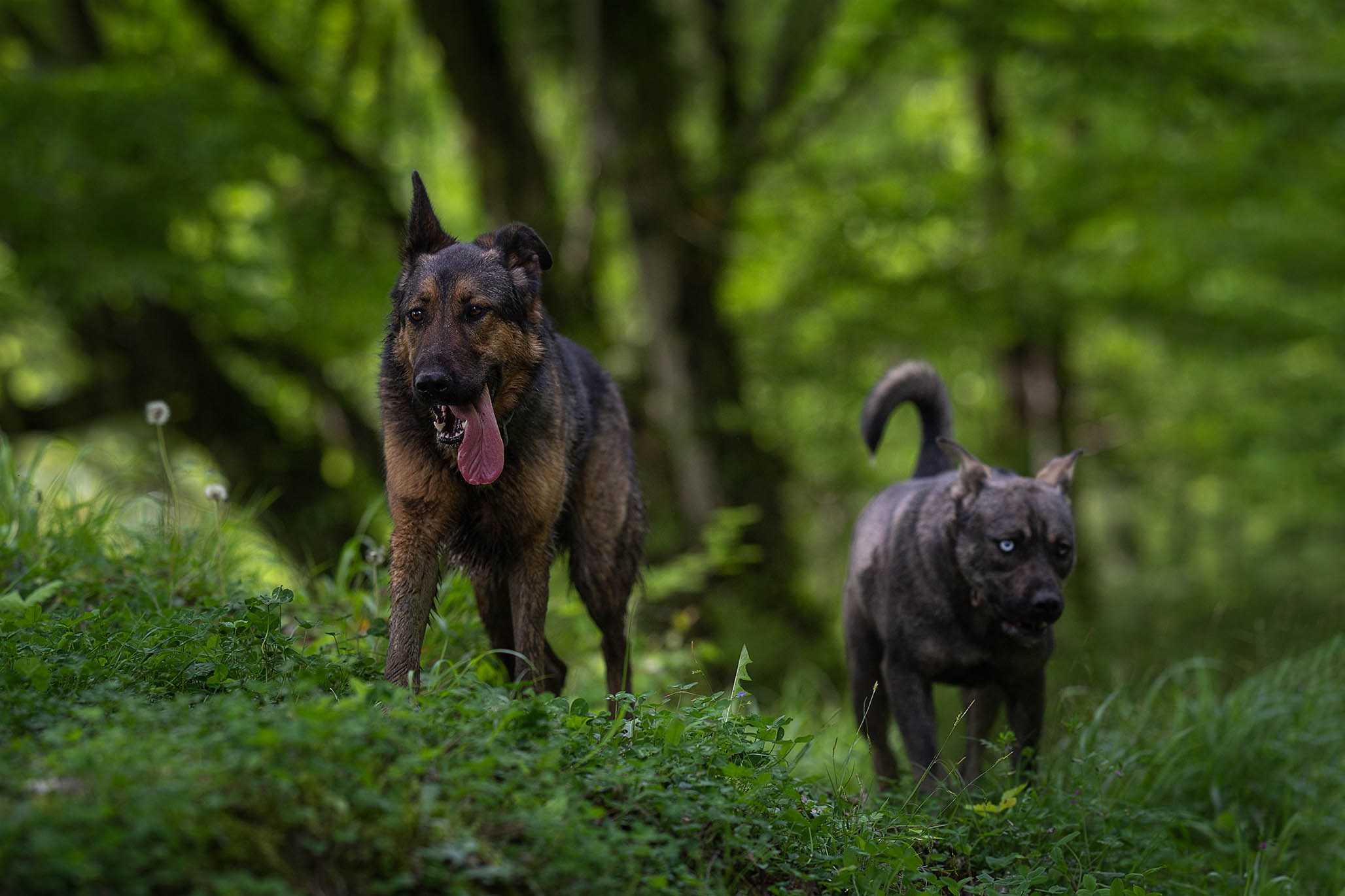 Кай и Герда. Ирина Голомб|Фотограф-анималист в  Сочи и Калининграде