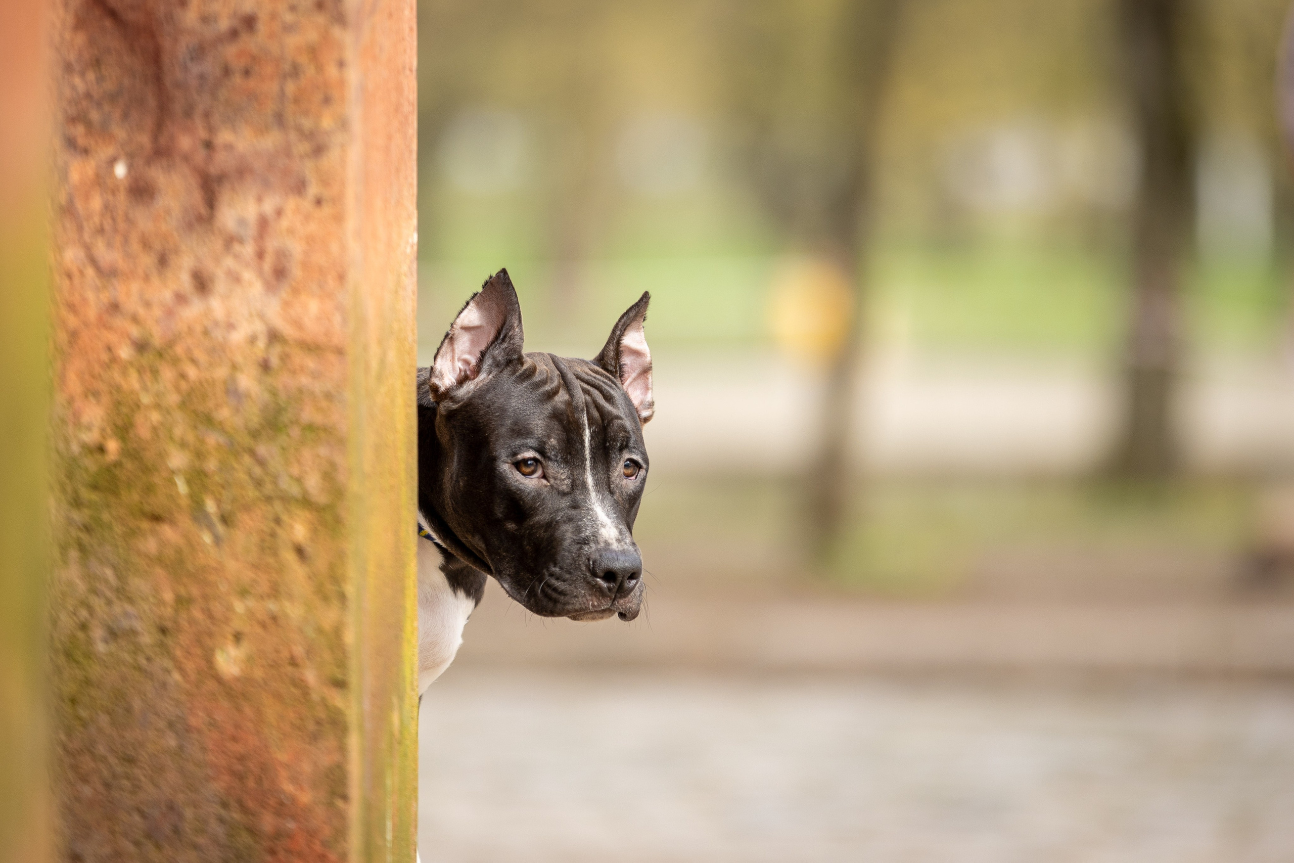 Афина и Мора, Стаффорды. Ирина Голомб|Фотограф-анималист в  Сочи и Калининграде