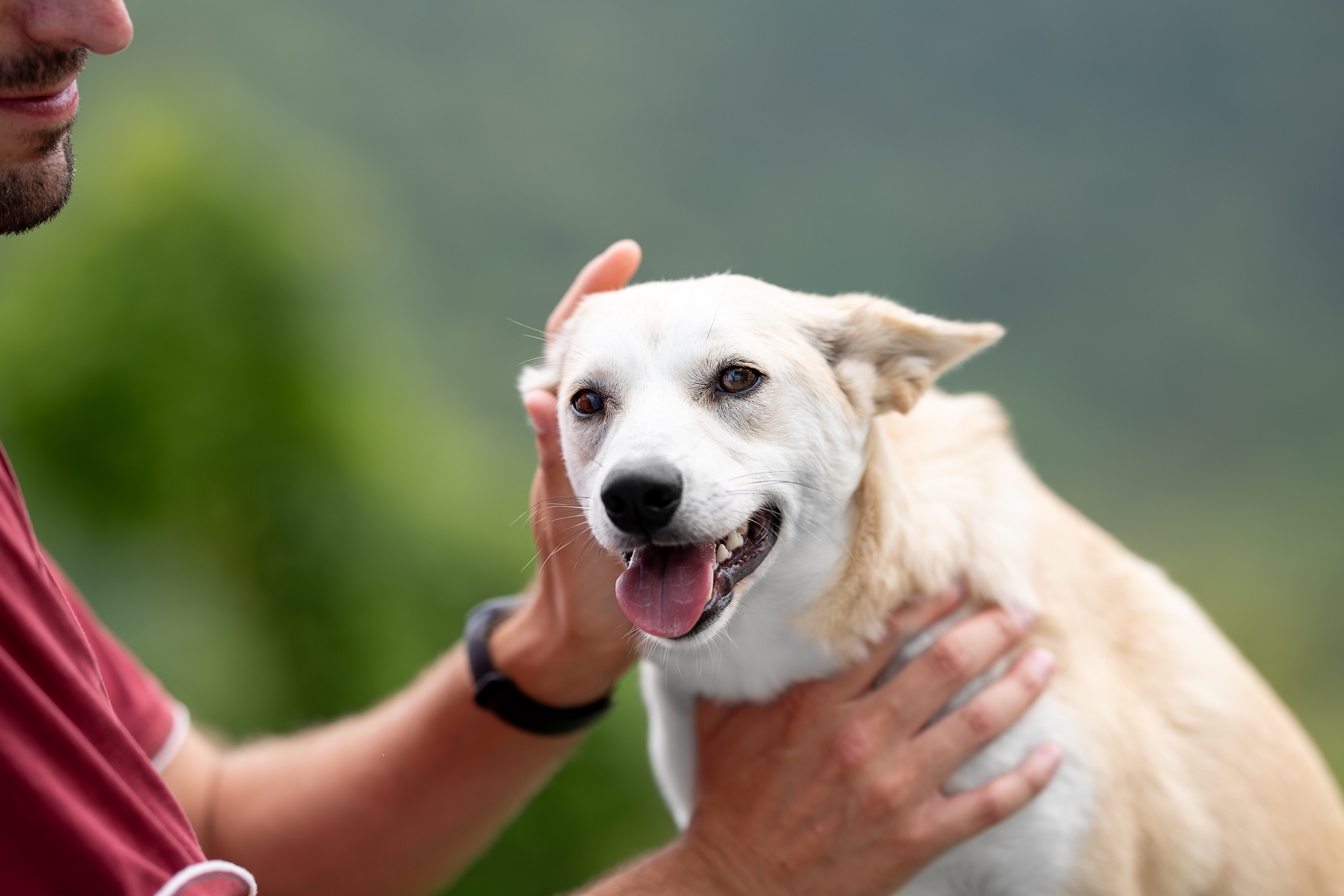 Мини-приют «Возрождение». Ирина Голомб|Фотограф-анималист в  Сочи и Калининграде