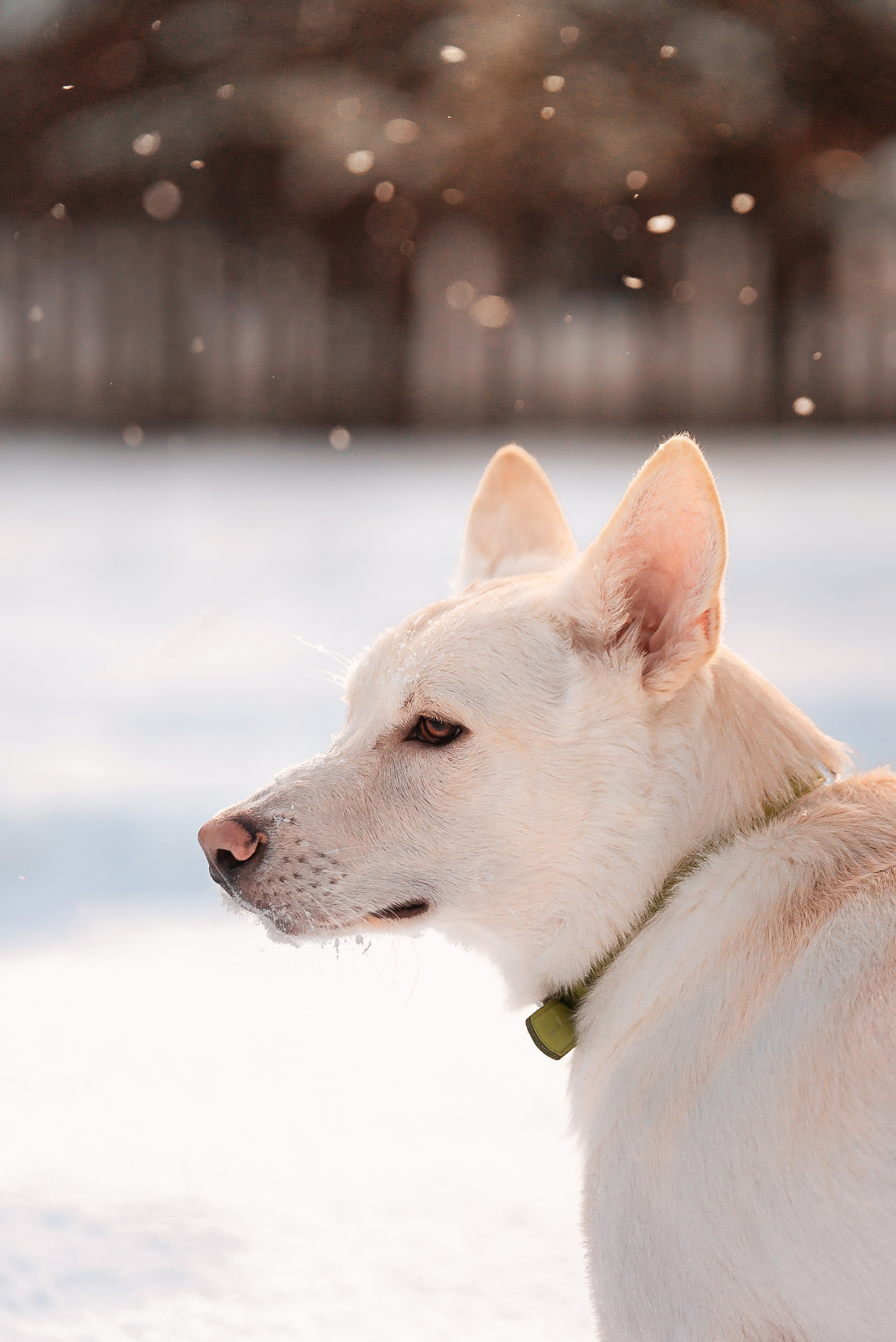 Татьяна, Михаил, Шелли и Лаки. Фотограф-анималист Анастасия Парфенова|Екатеринбург