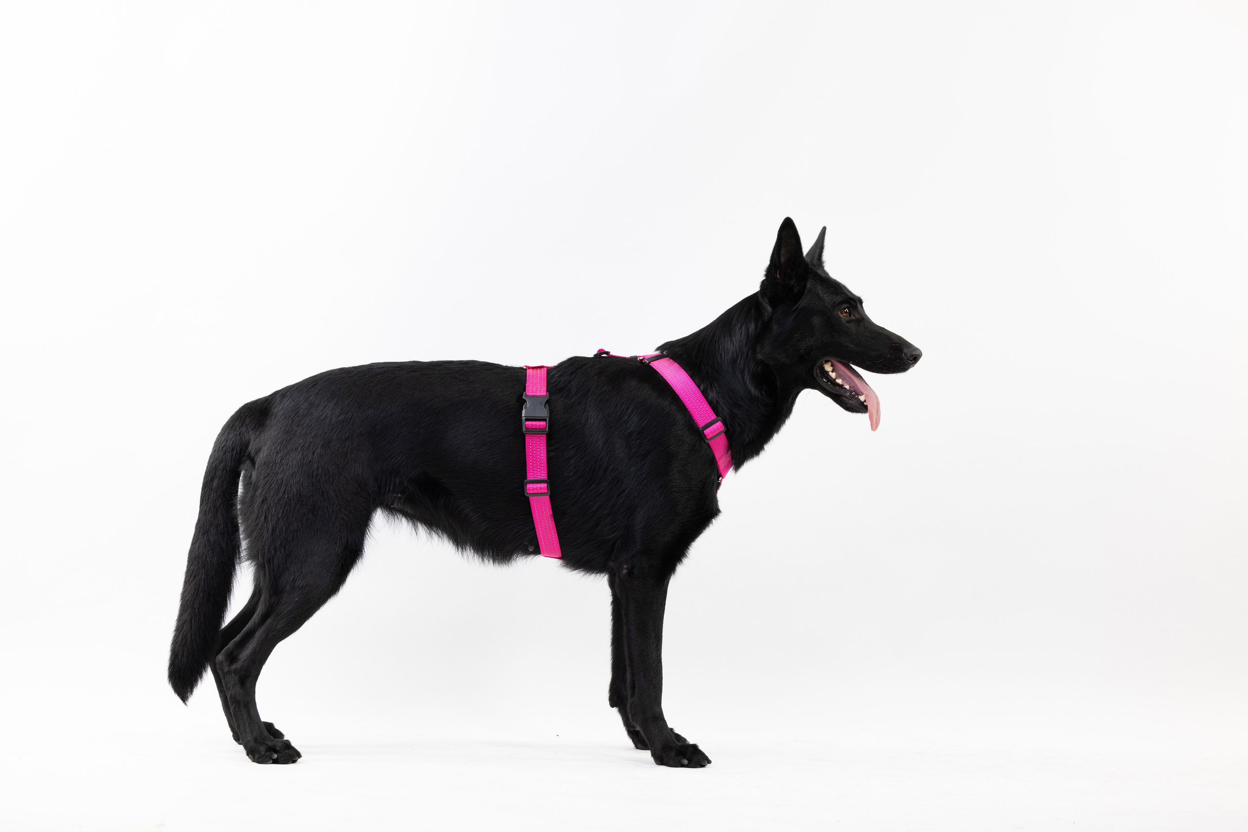 Шлейки Petforta. Фотограф анималист Осипчикова Мария