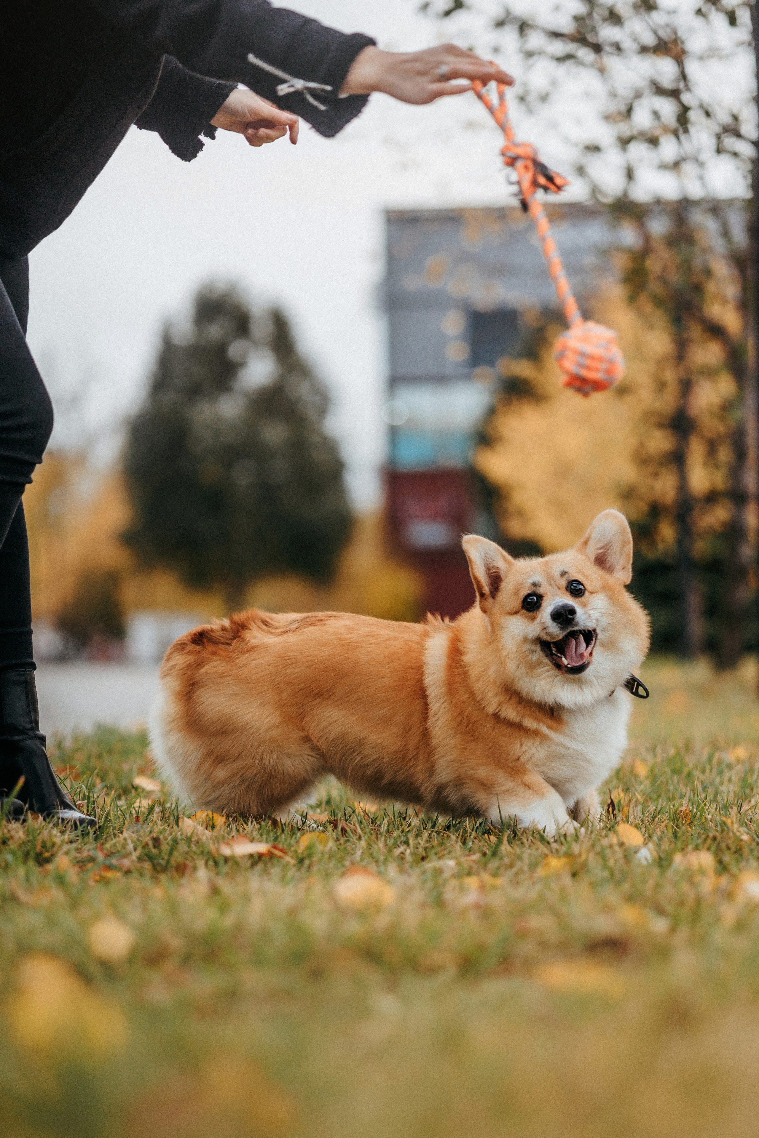 Вера, Саша и Муна. Фотограф-анималист Елена Радченко, Москва