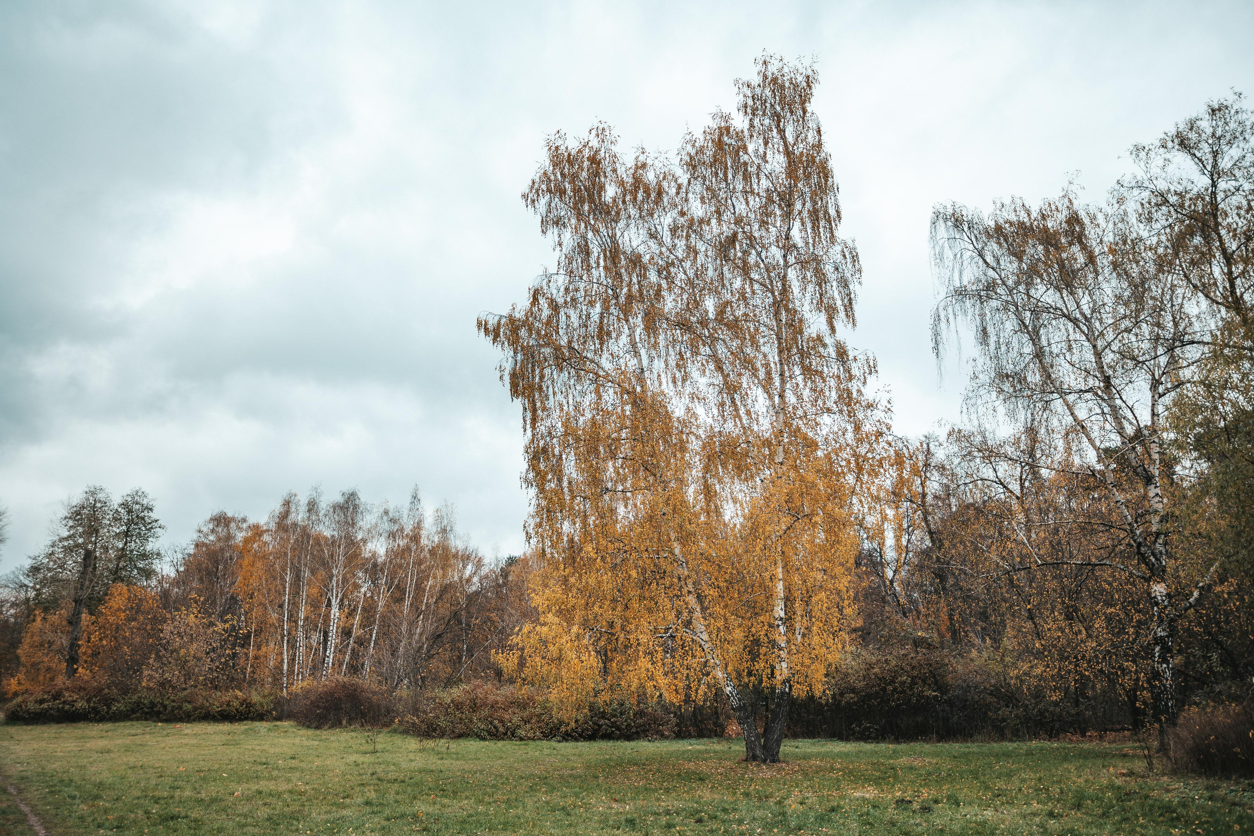 Усадьба Кузьминки. Фотограф Сонкина Татьяна
