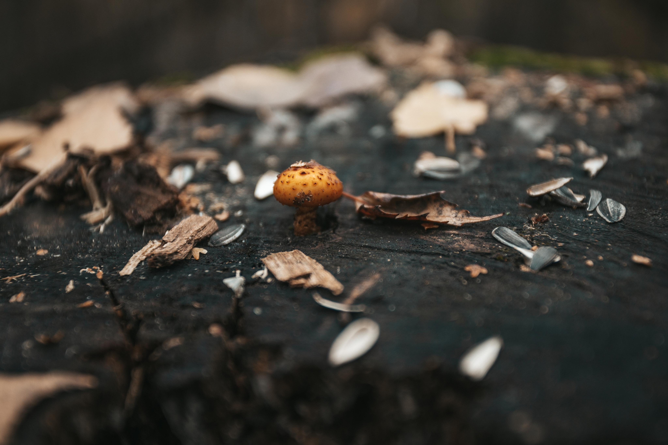 Древесные грибы в Кузьминском лесопарке