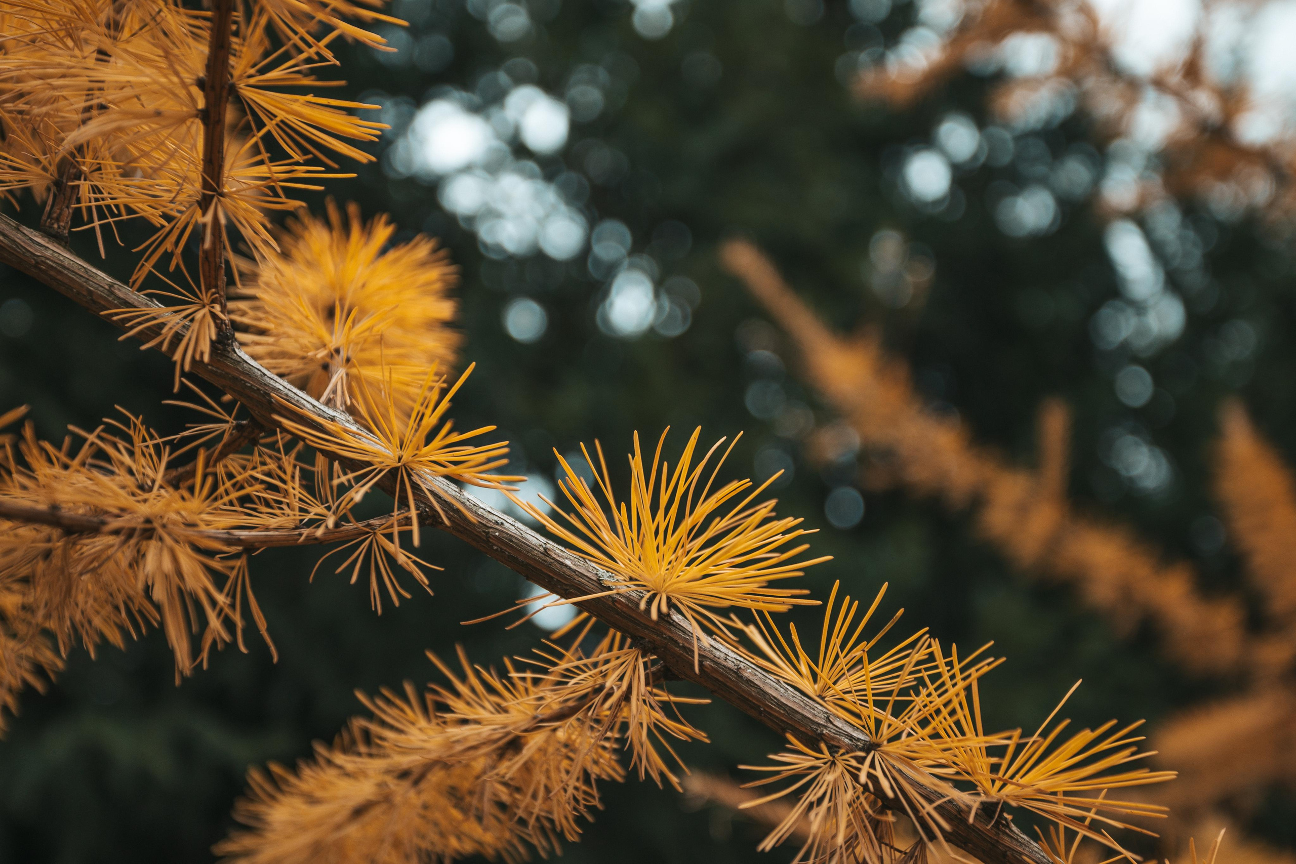 Лиственница в парке Кузьминки