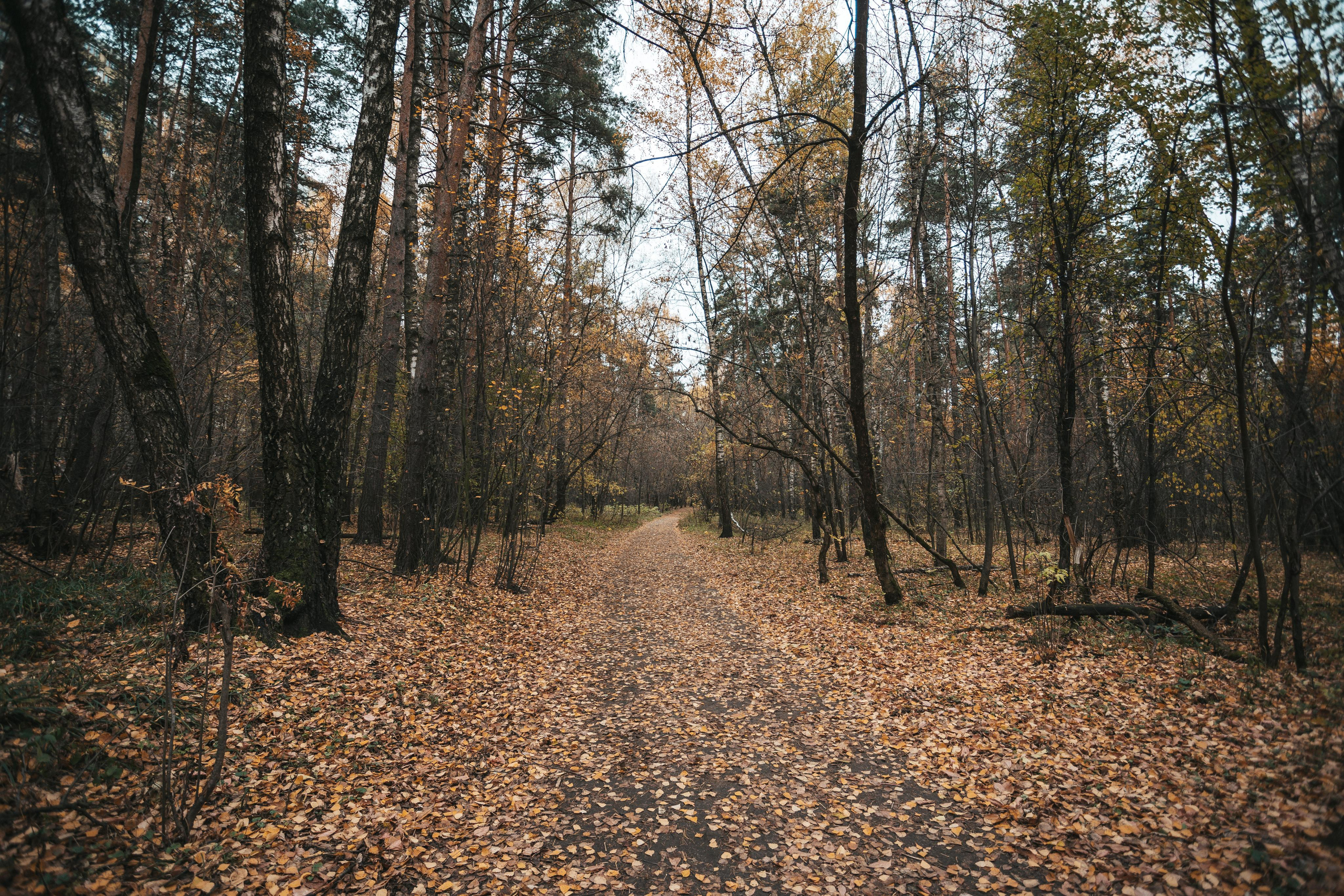 Осень в Кузьминском лесопарке