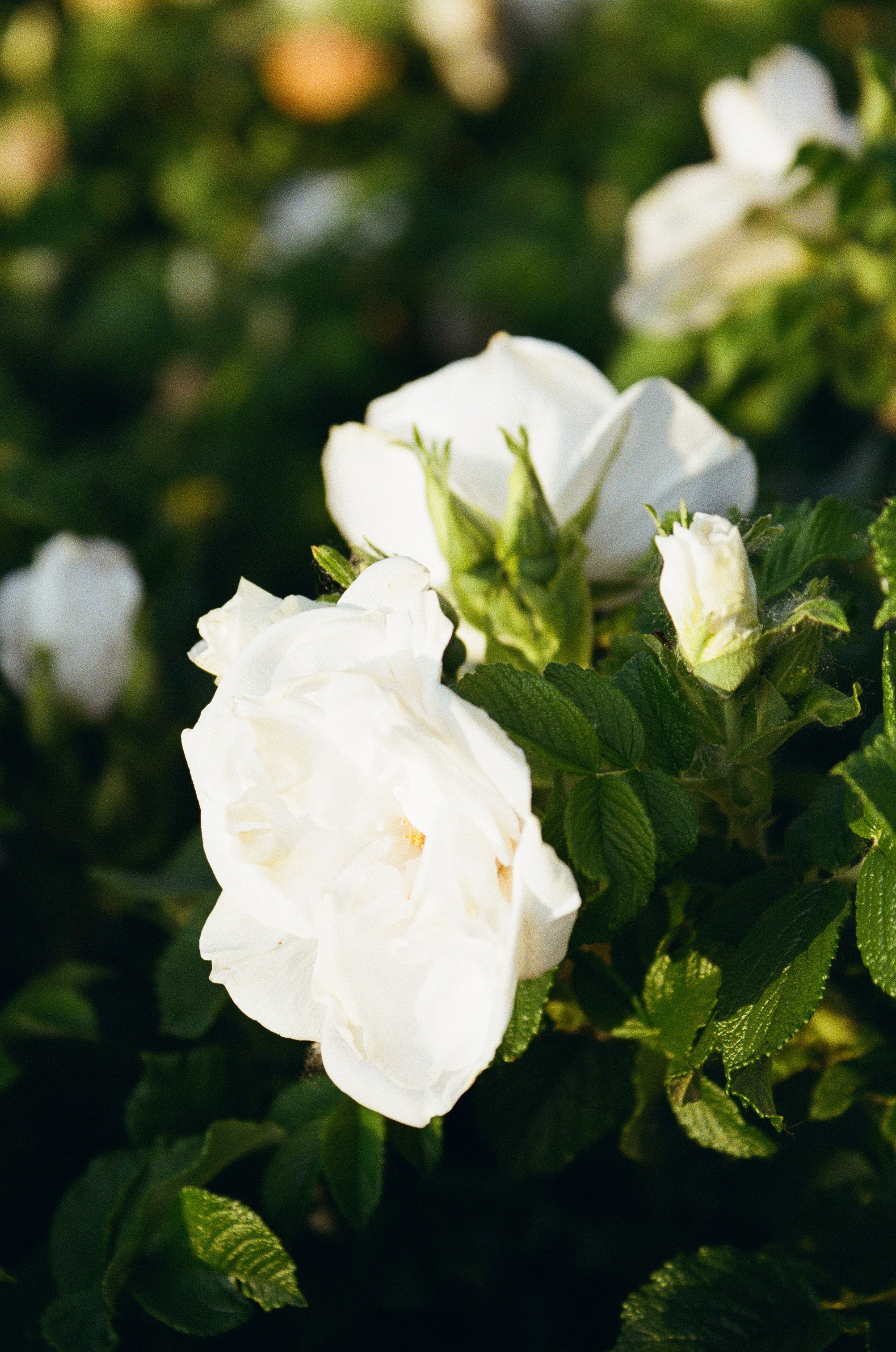 Белые цветы шиповника