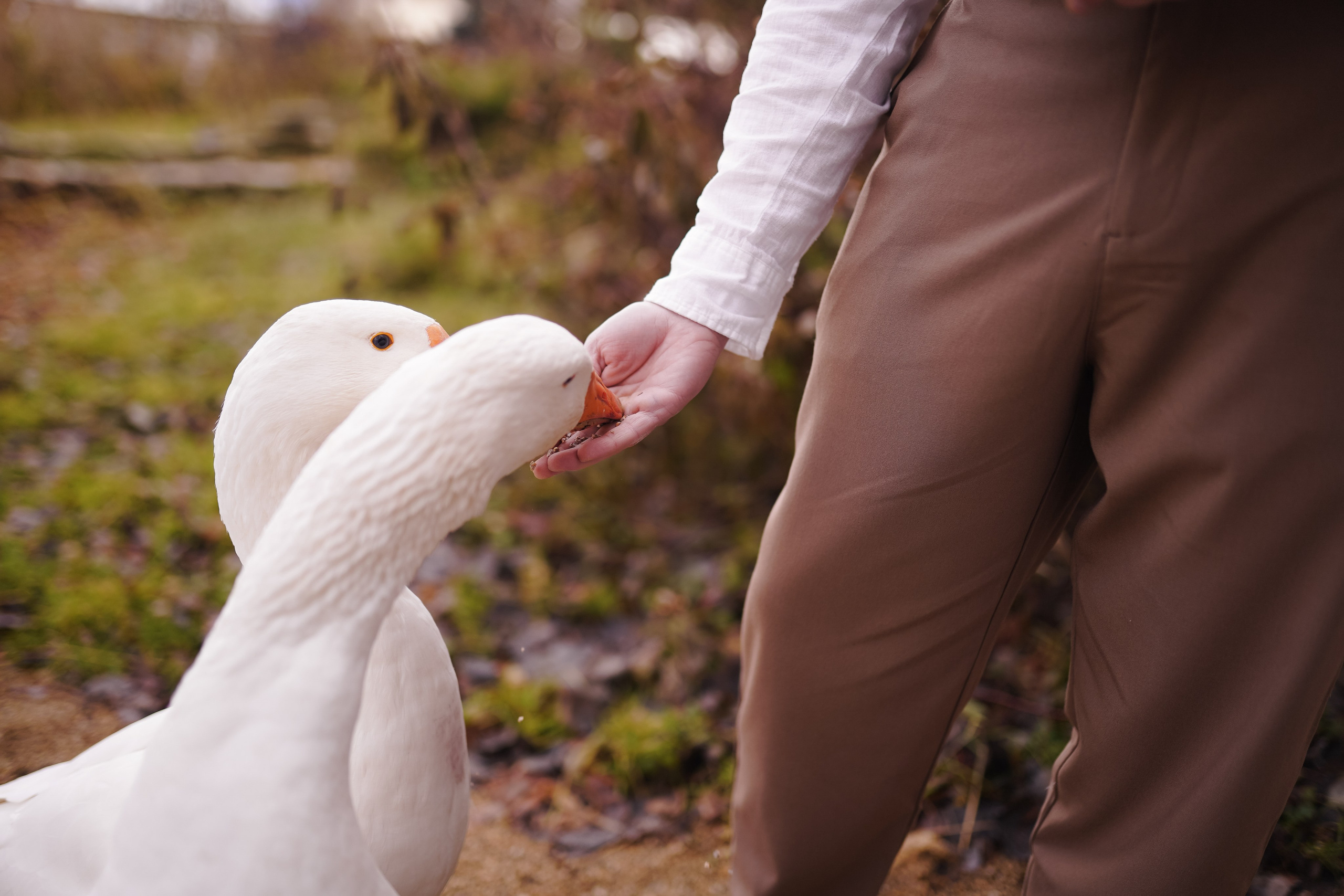 Домик на дереве