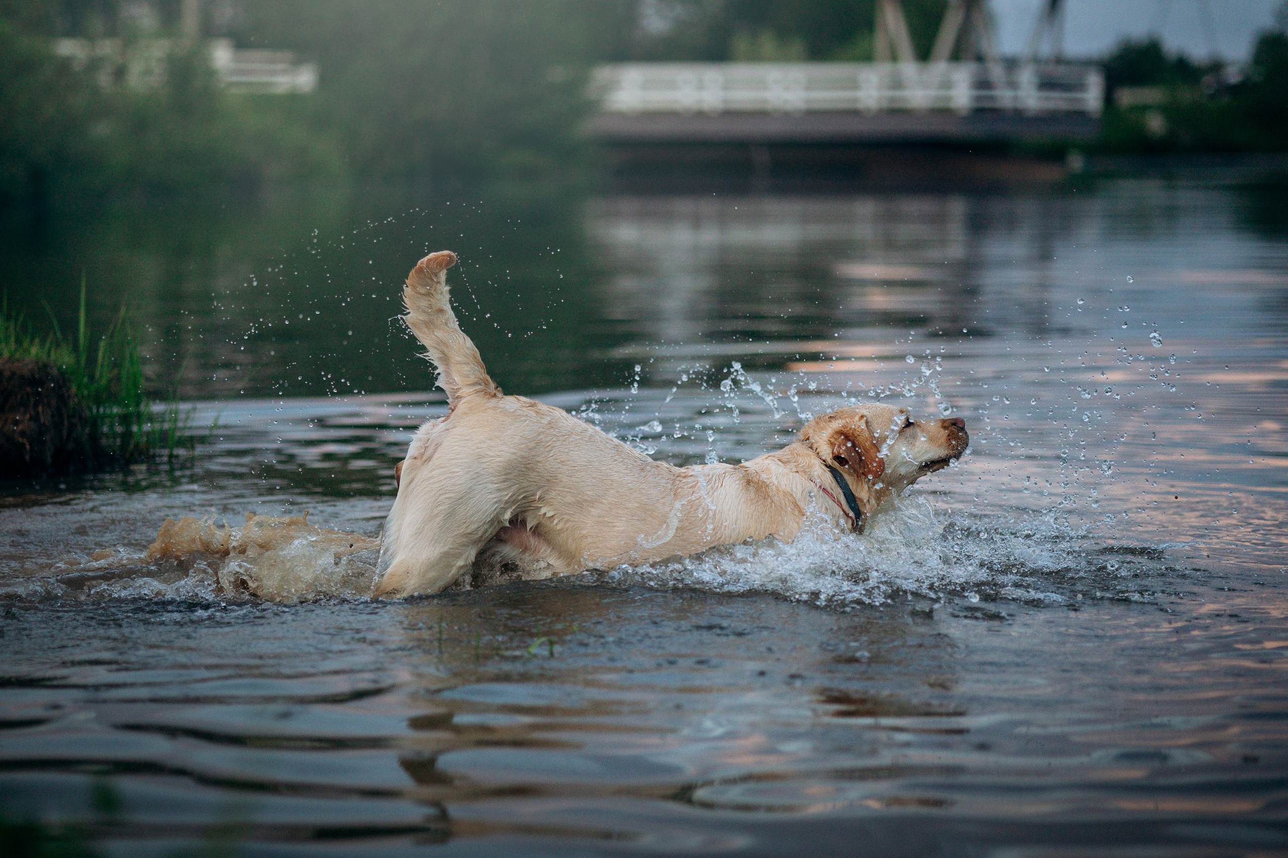 Шани и ее семья. Фотограф — Анималист | Санкт-Петербург