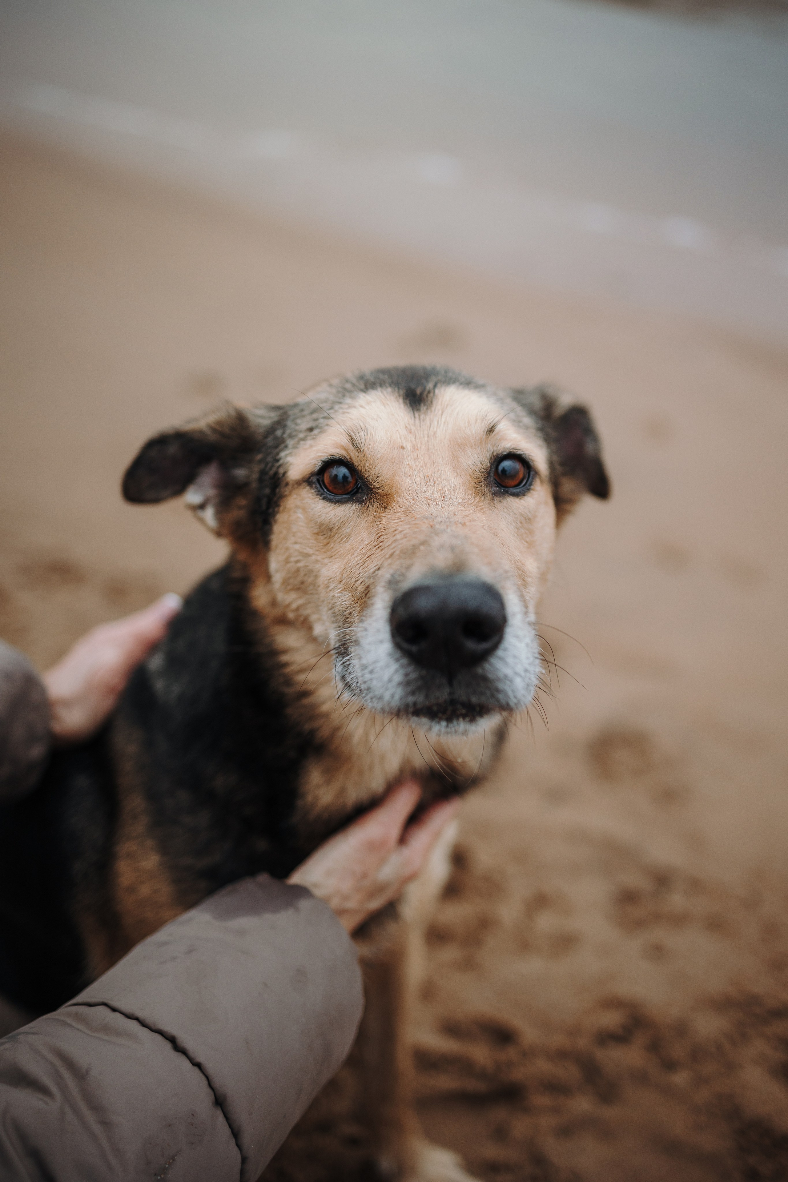 Наталья и Того. Фотограф — Анималист | Санкт-Петербург