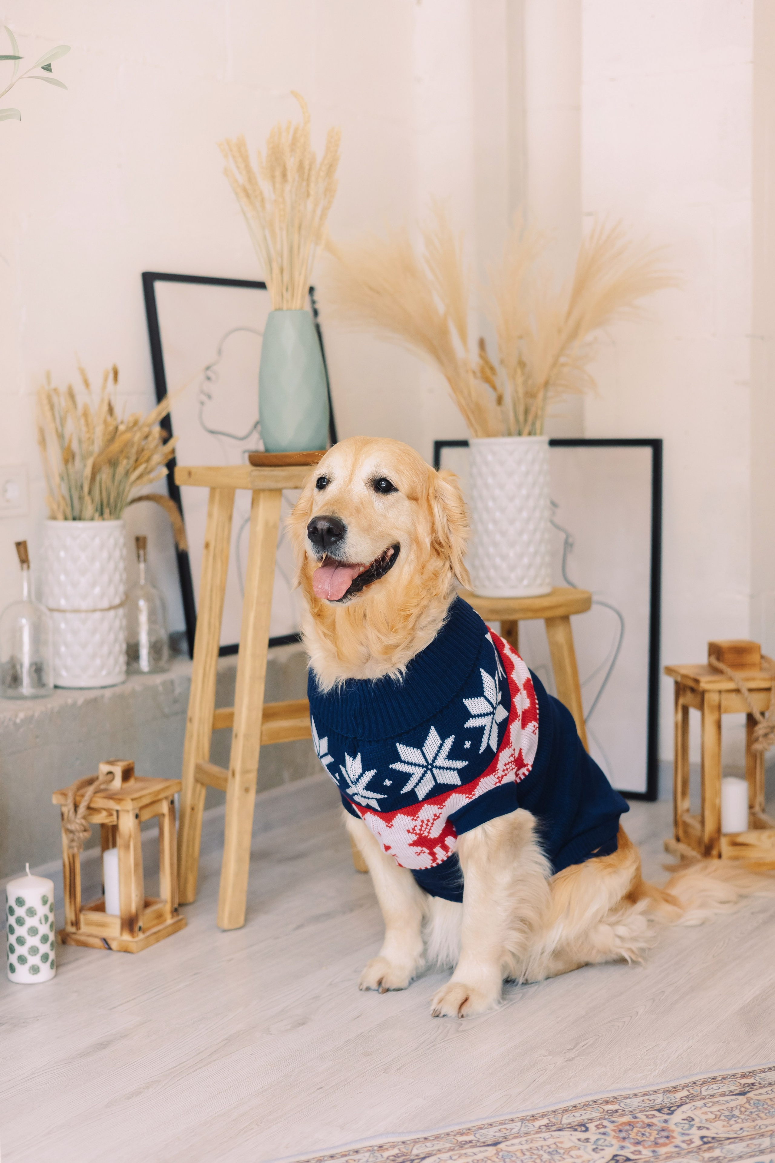 Магазин Friend of mine. Фотограф-анималист Елена Радченко, Москва