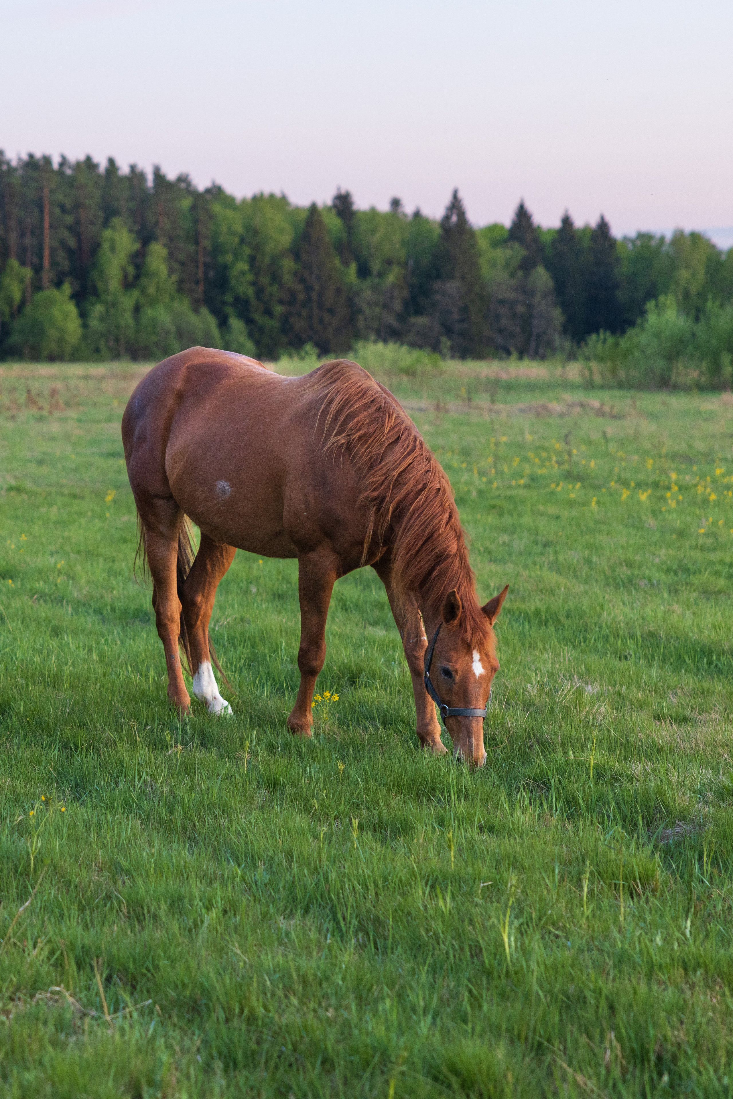 Лошадь в урочище Введенское-Борисовка