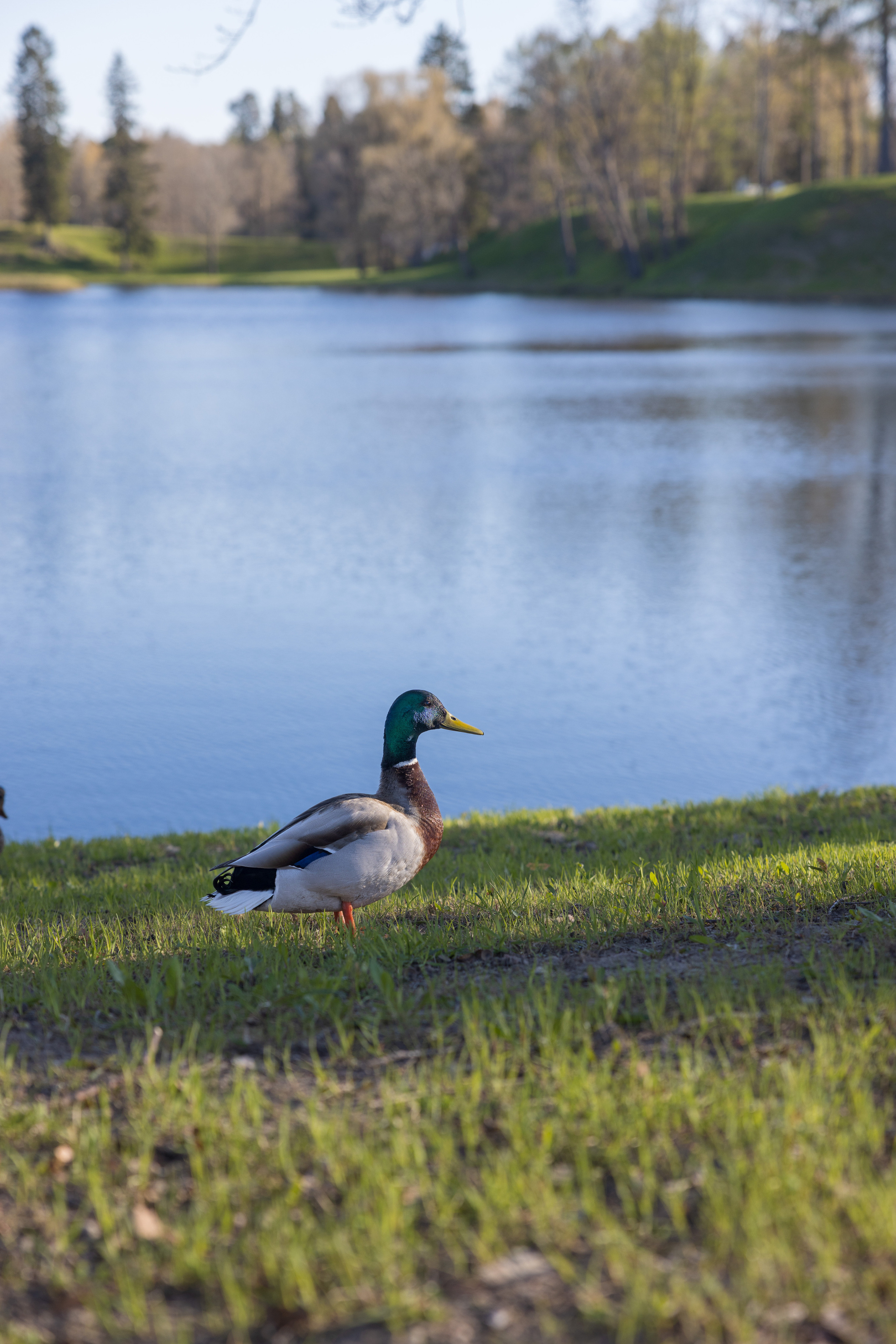 Утка у Нижнего пруда дворцово-паркового ансамбля Ораниенбаум