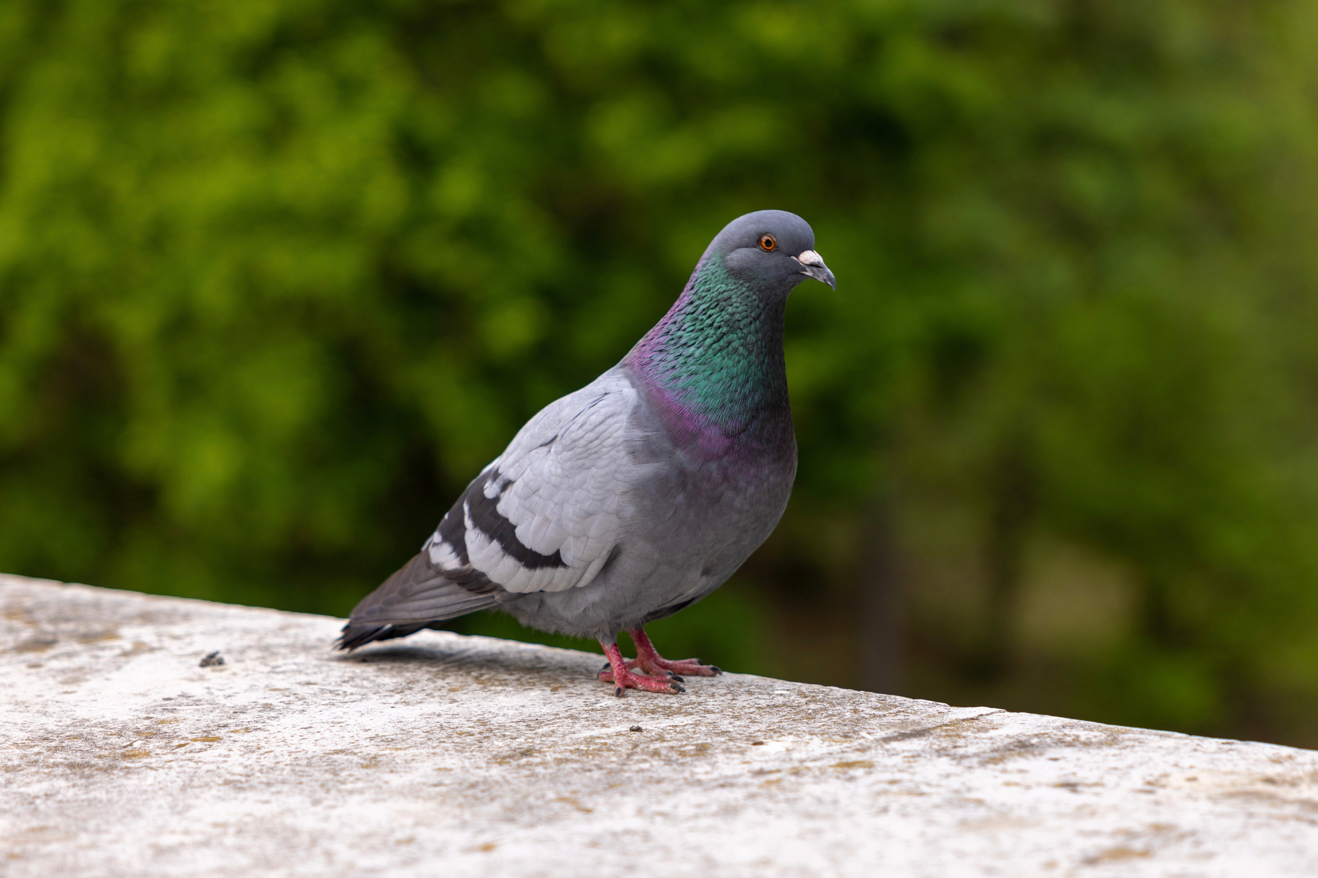 Голубь в музее-заповеднике Царицыно, г. Москва