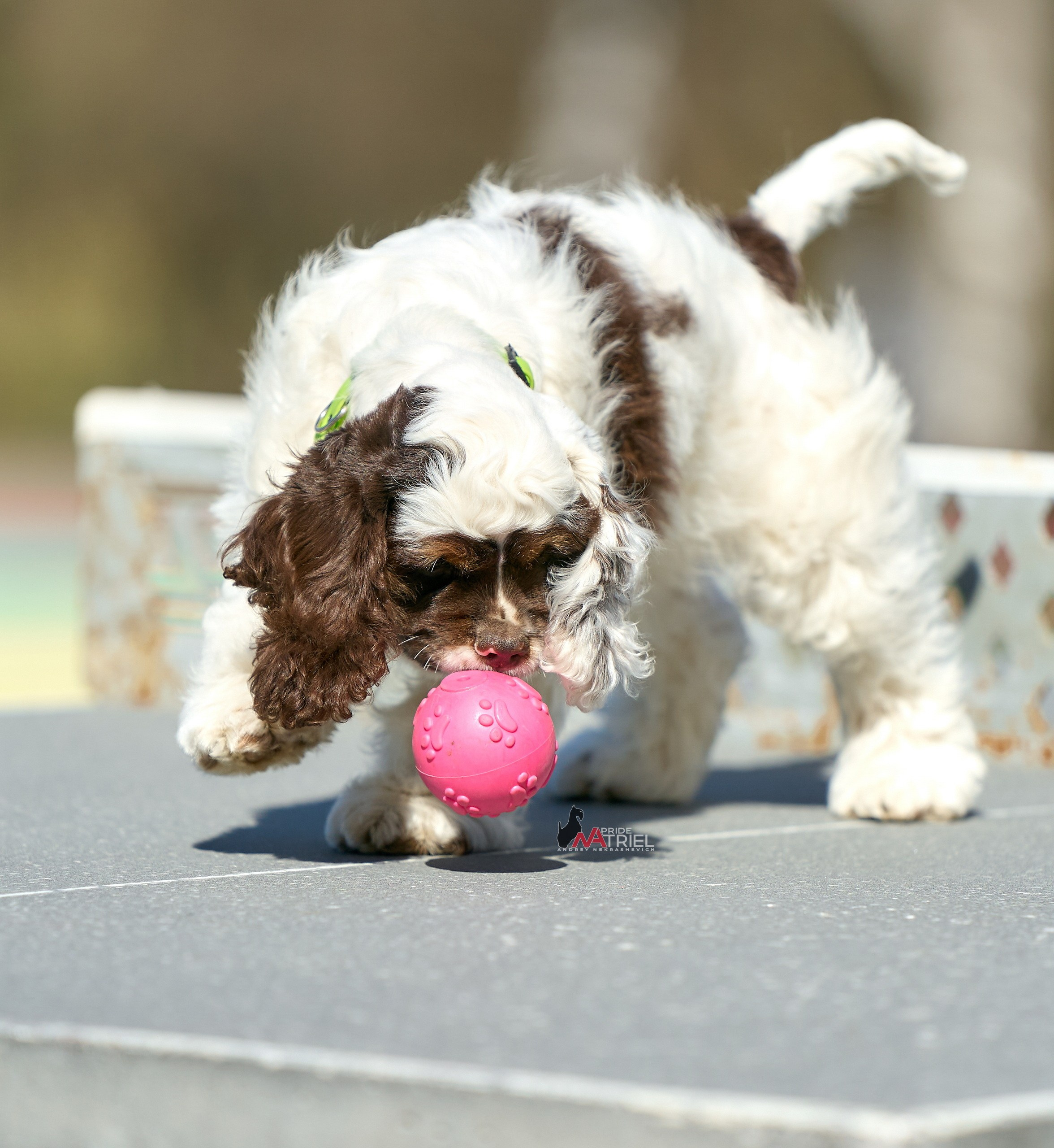 Прогулка со щенком