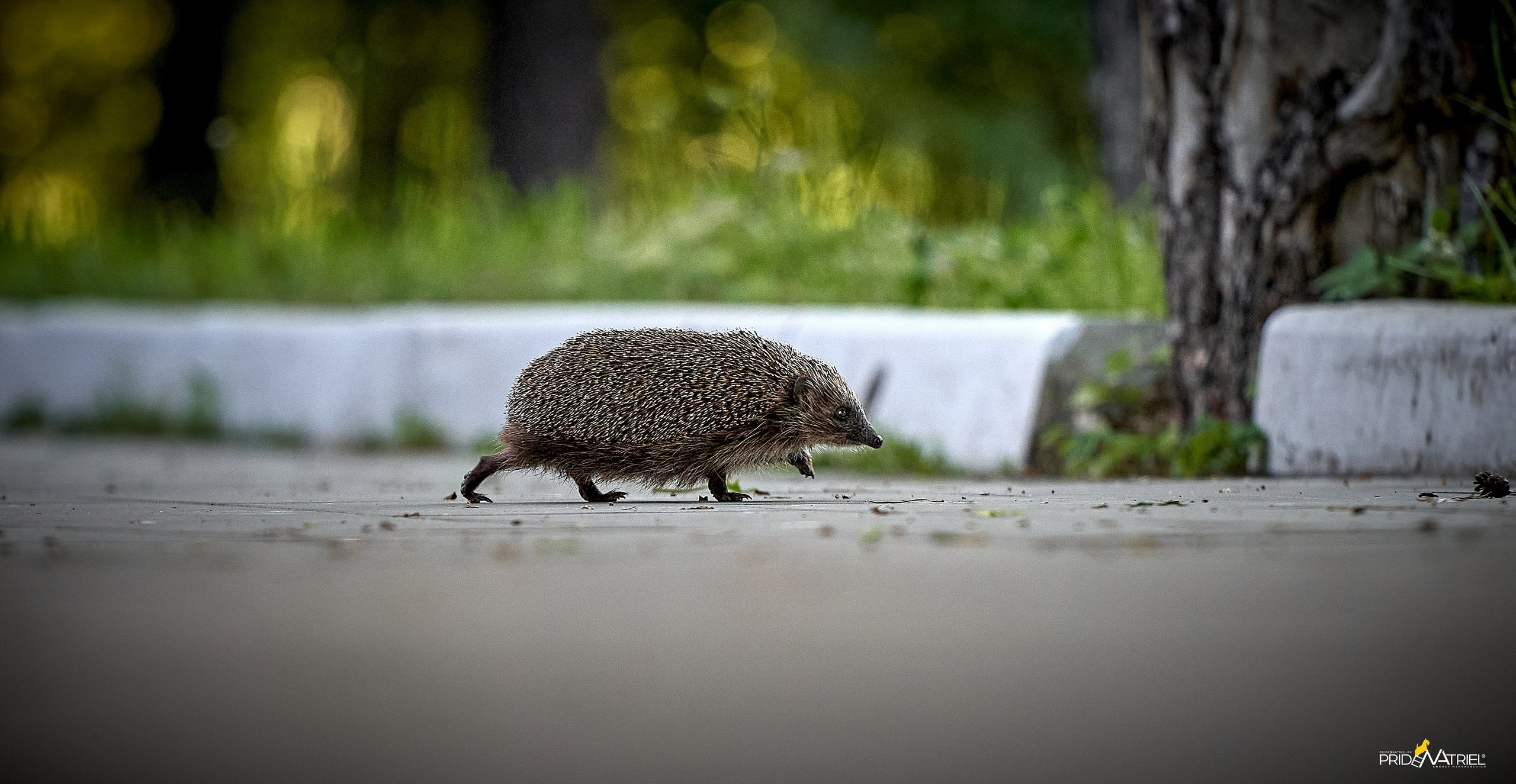 Животные — галерея NATRIEL