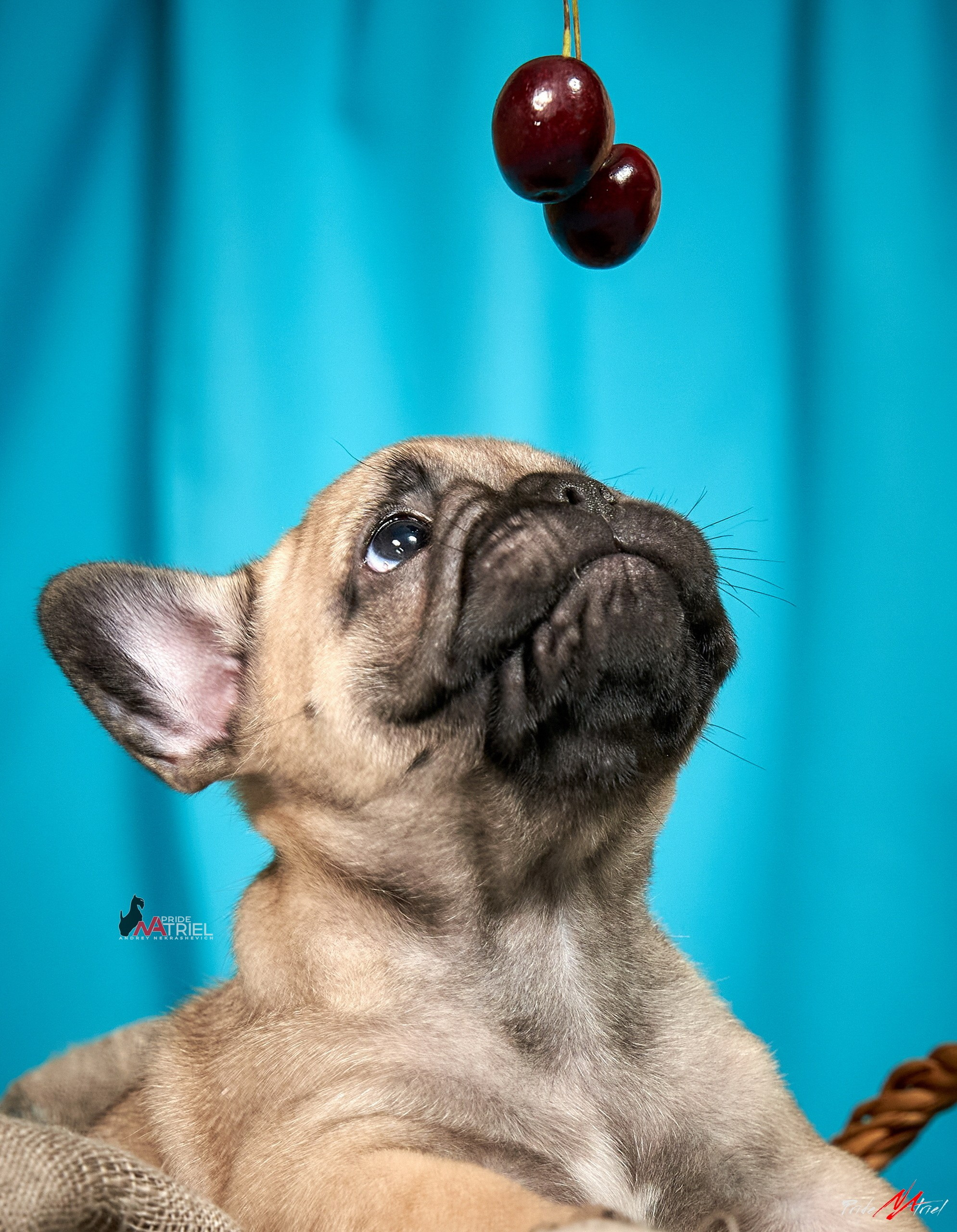 Щенки дома — галерея NATRIEL