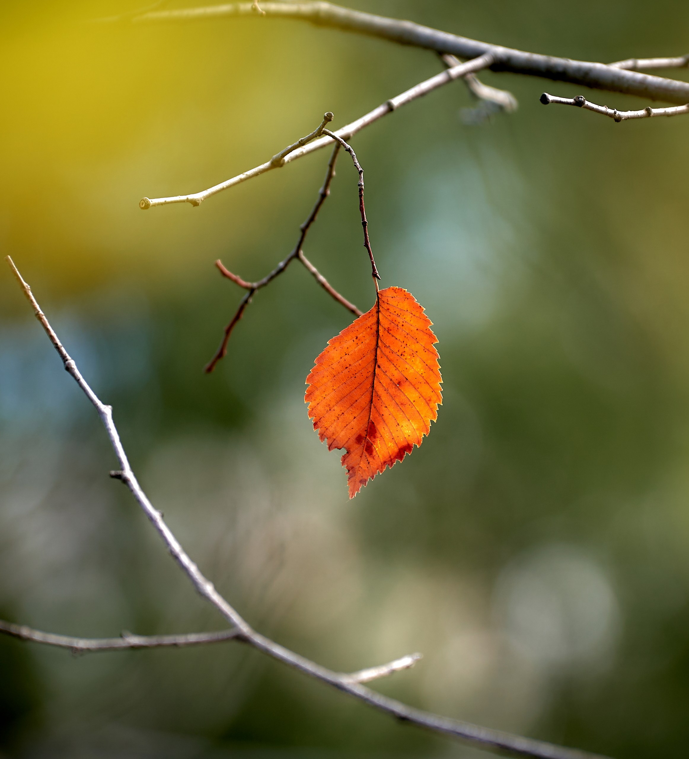 Лютики-цветочки — галерея NATRIEL