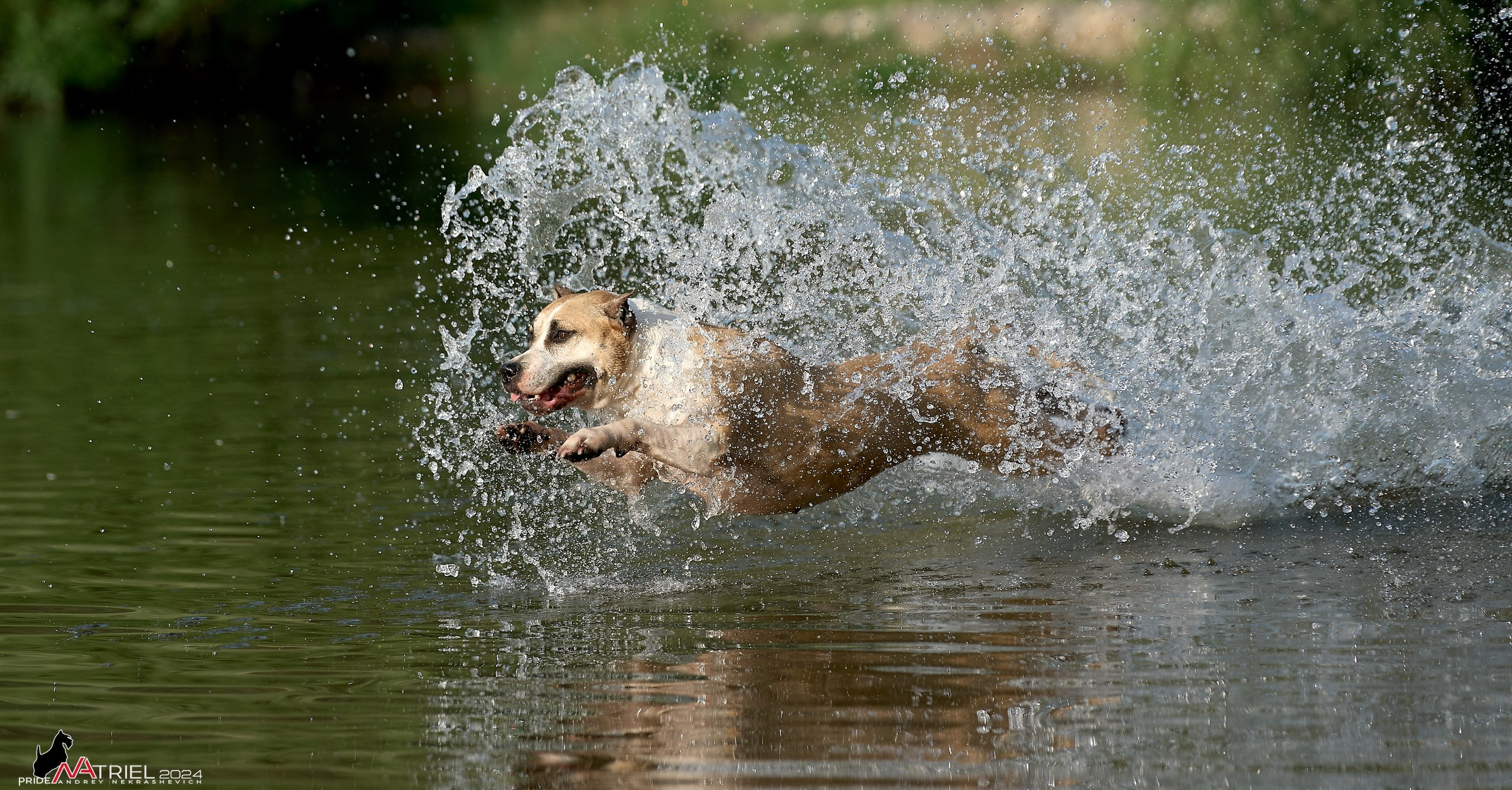 Фотопрогулка с булли