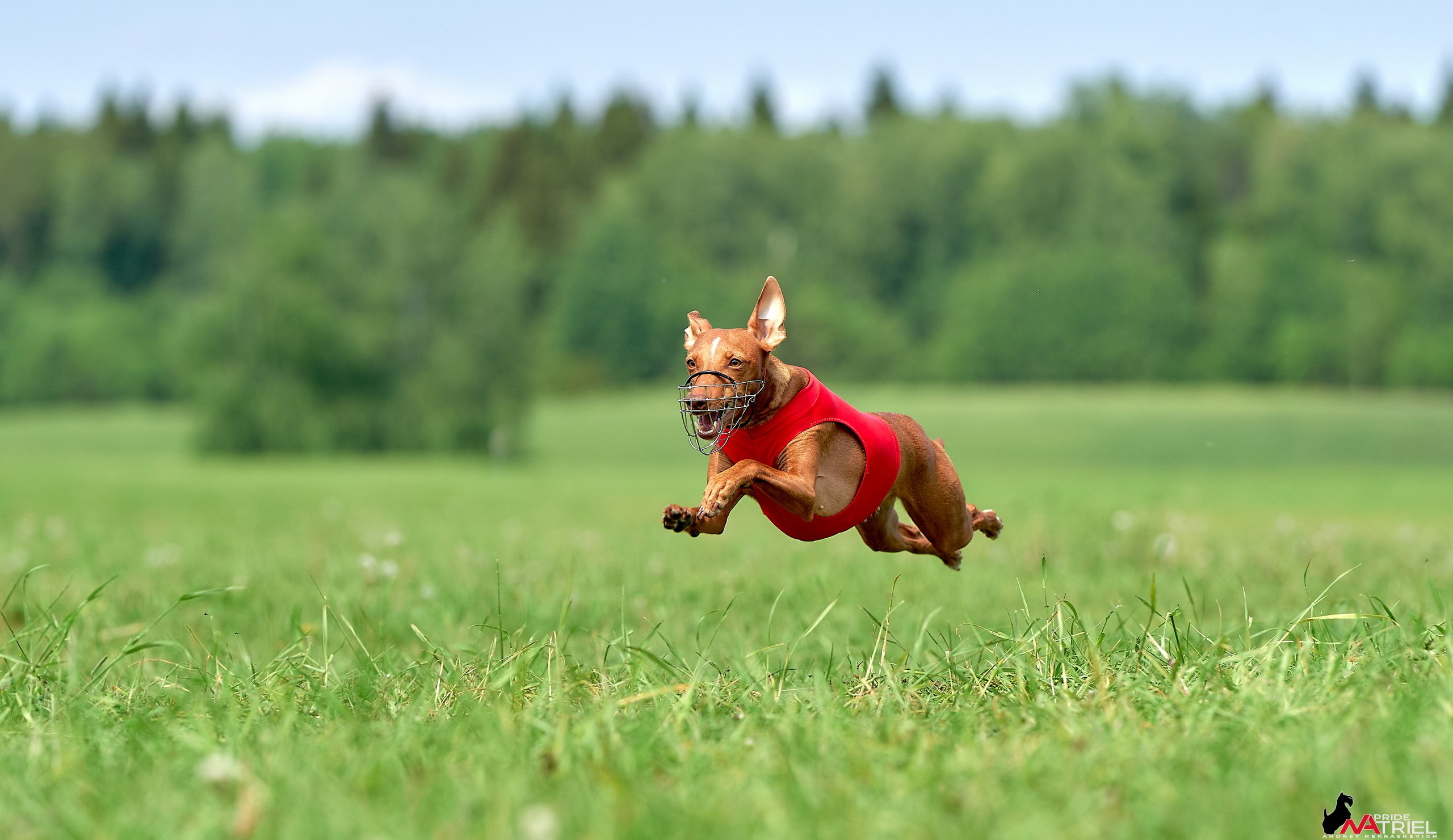 Съемка курсинг — галерея NATRIEL