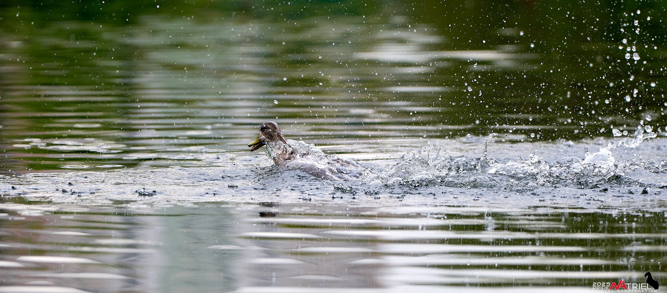 Утки на пруду